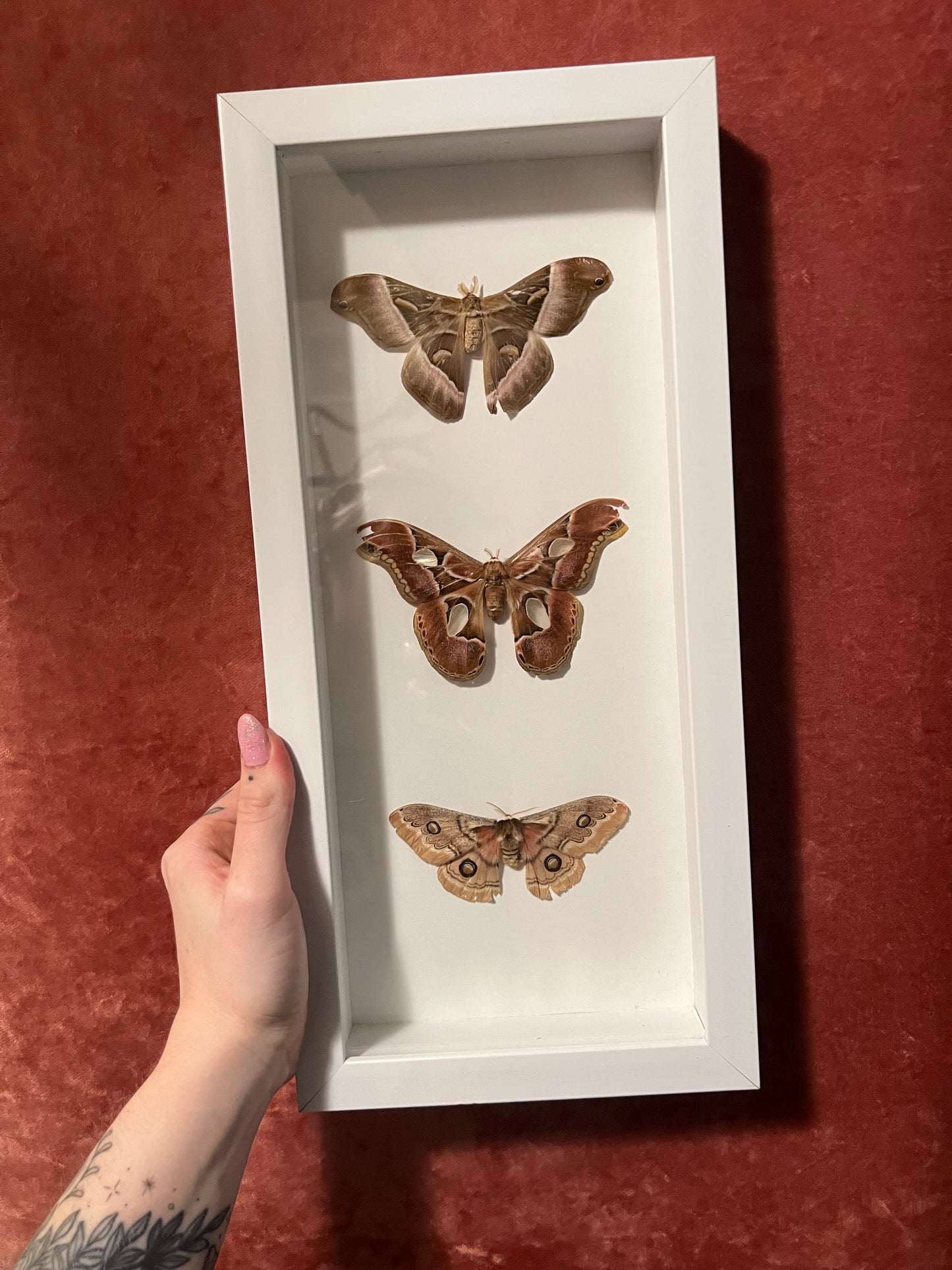 Brown Moth Trio (ND) 14.5x7