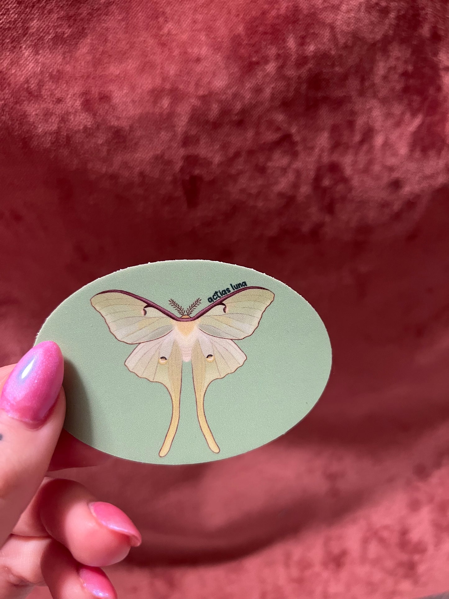 Moth Stickers 3” Ovals Matte Vinyl Sticker with Scientific Name