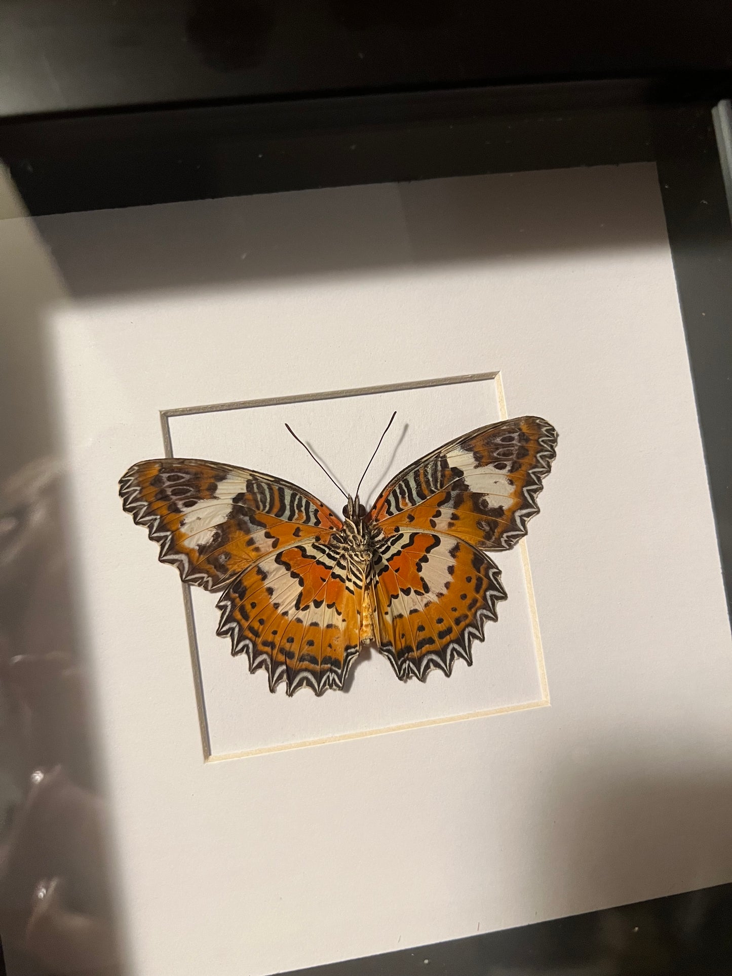 Lacewing Butterfly 6x6