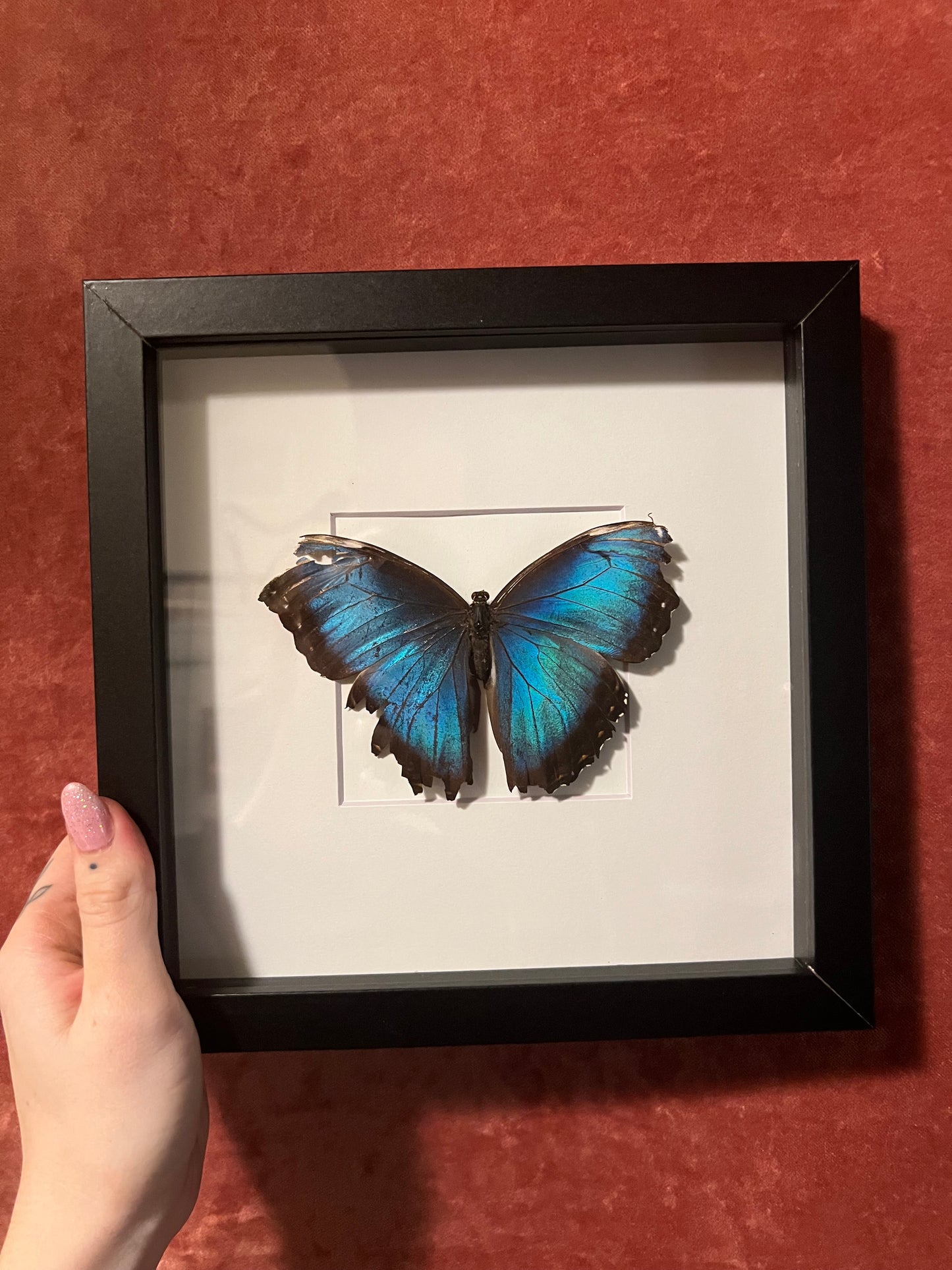 Blue Morpho (ND) 8x8