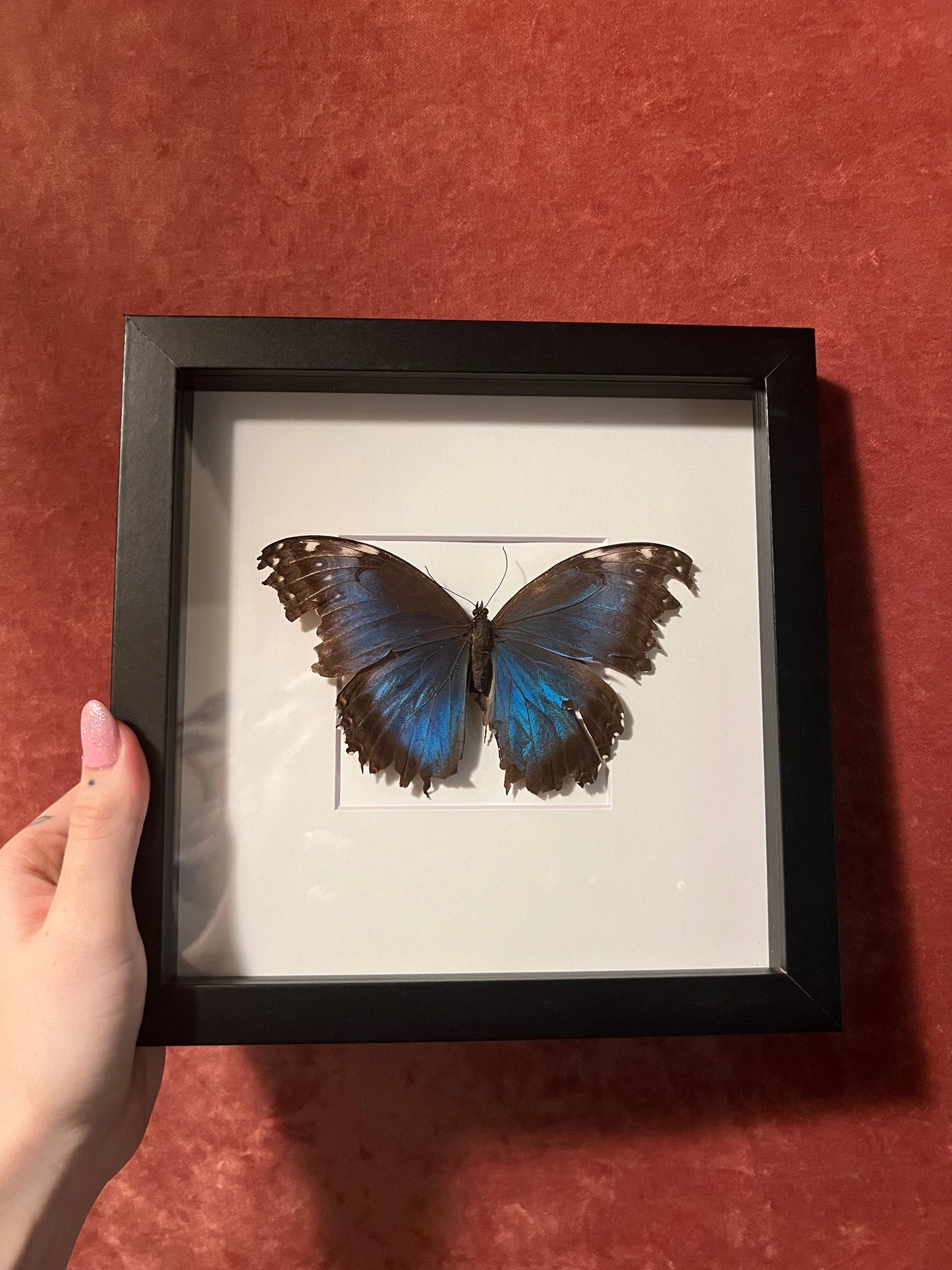 Blue Morpho (ND) 8x8