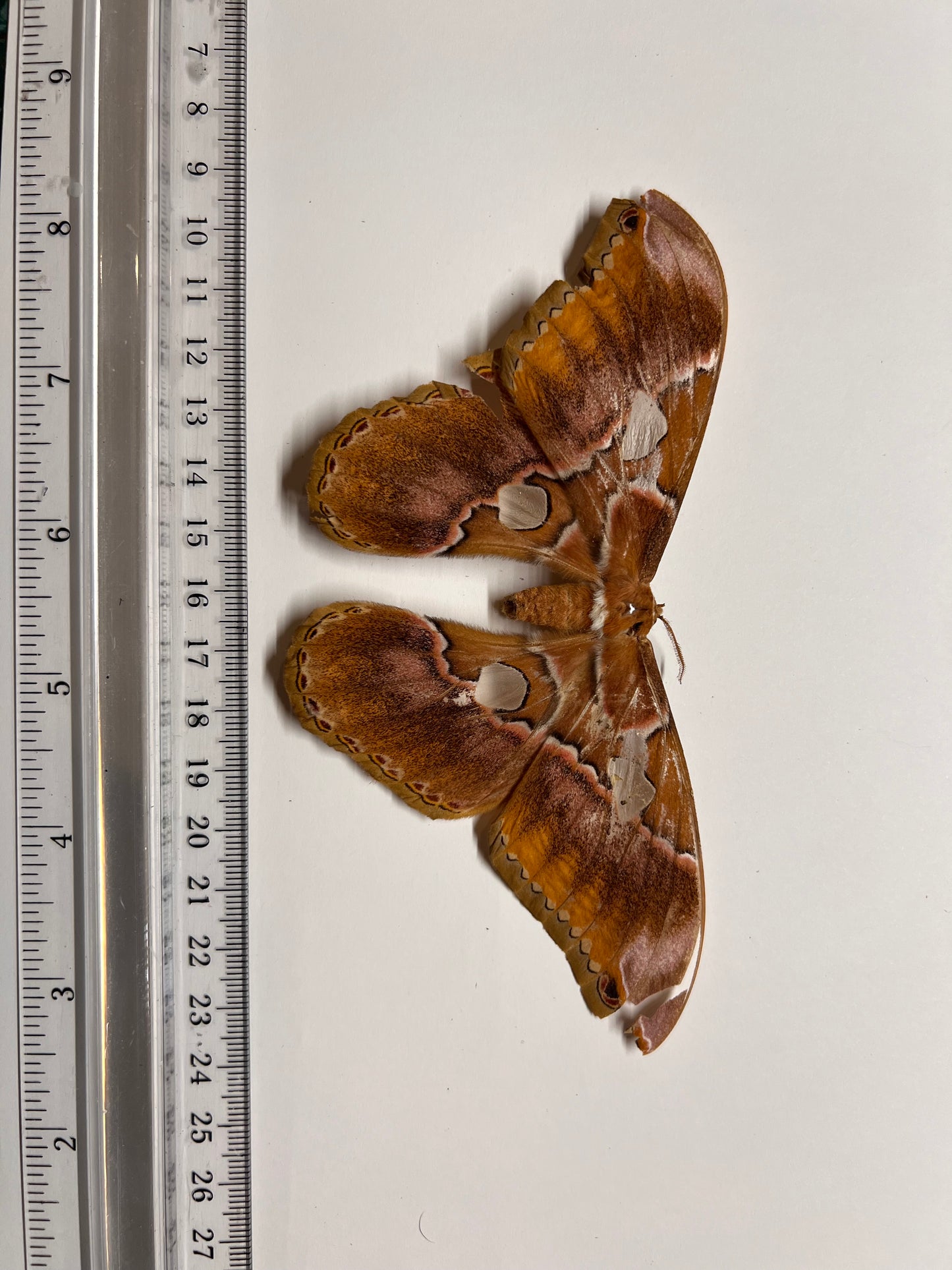 Rhothschildia Sp. Natural Death Papered Specimen