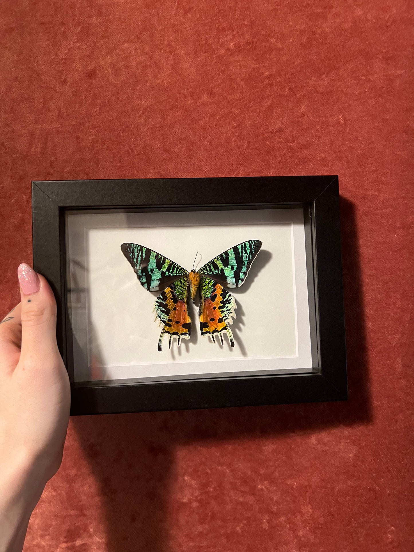 Madagascan Sunset Moth 5x7