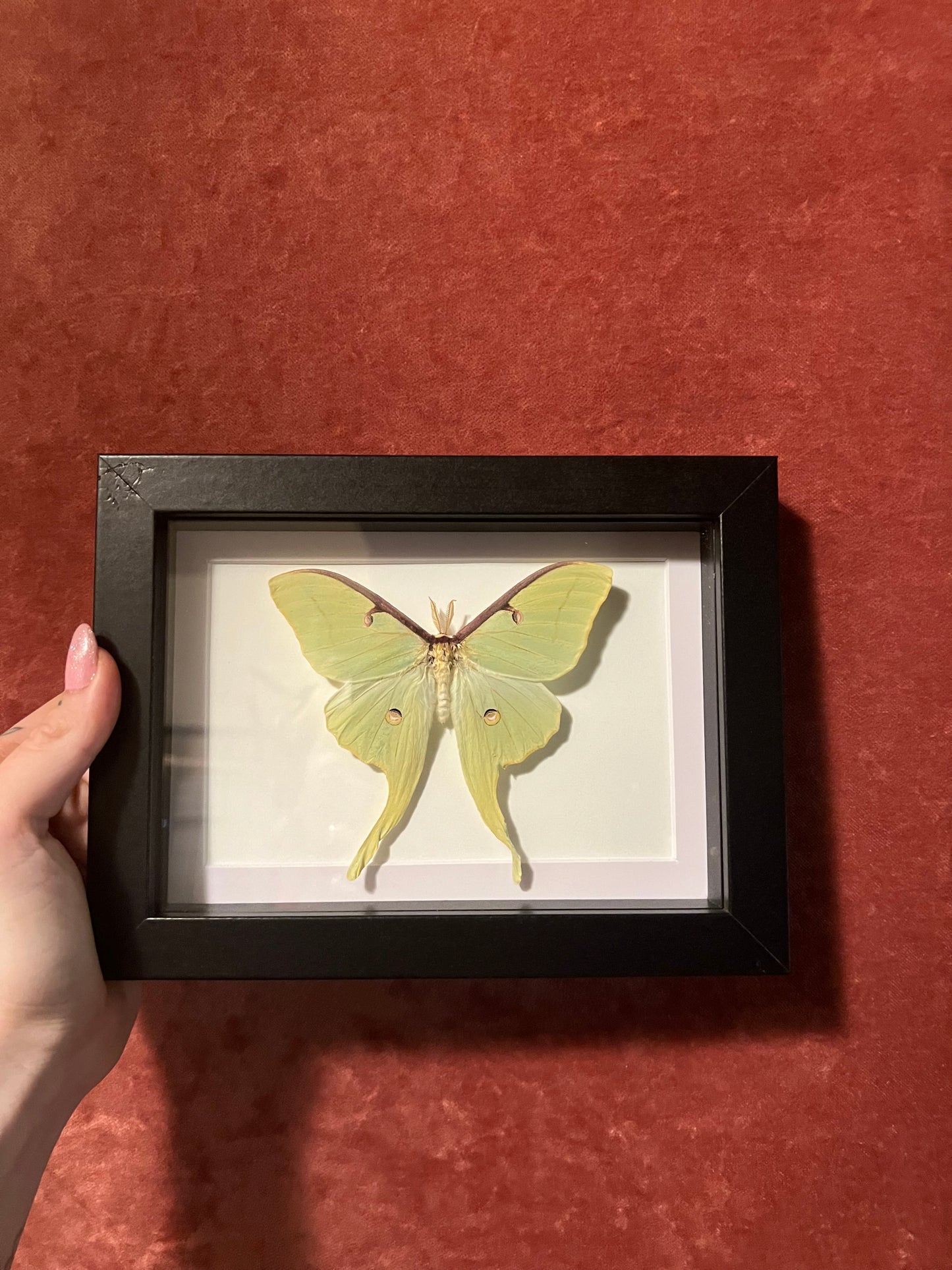 American Luna Moth 5x7