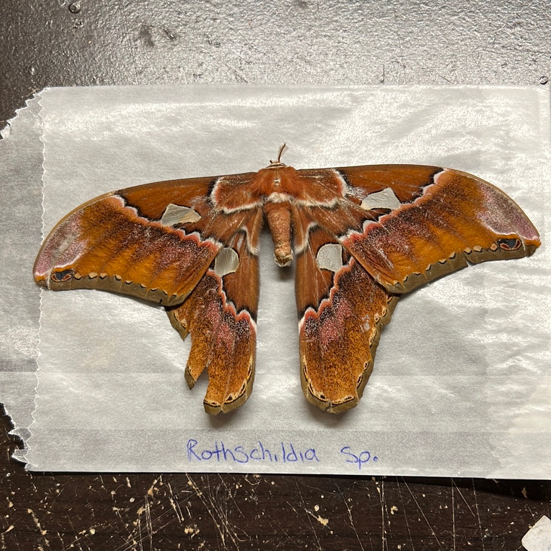 Rhothschildia Sp. Natural Death Papered Specimen