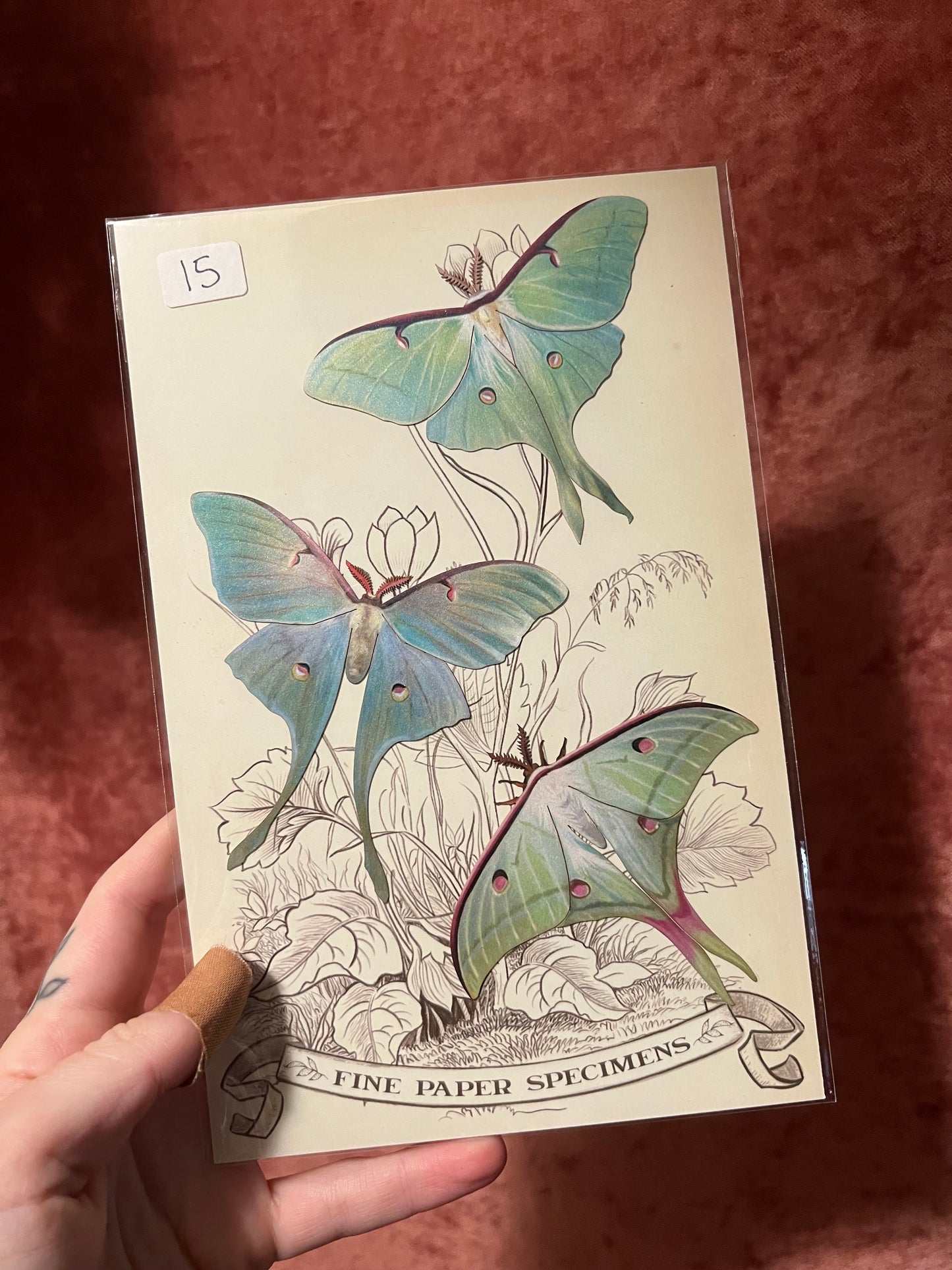 Paper Specimens from Moth & Myth
