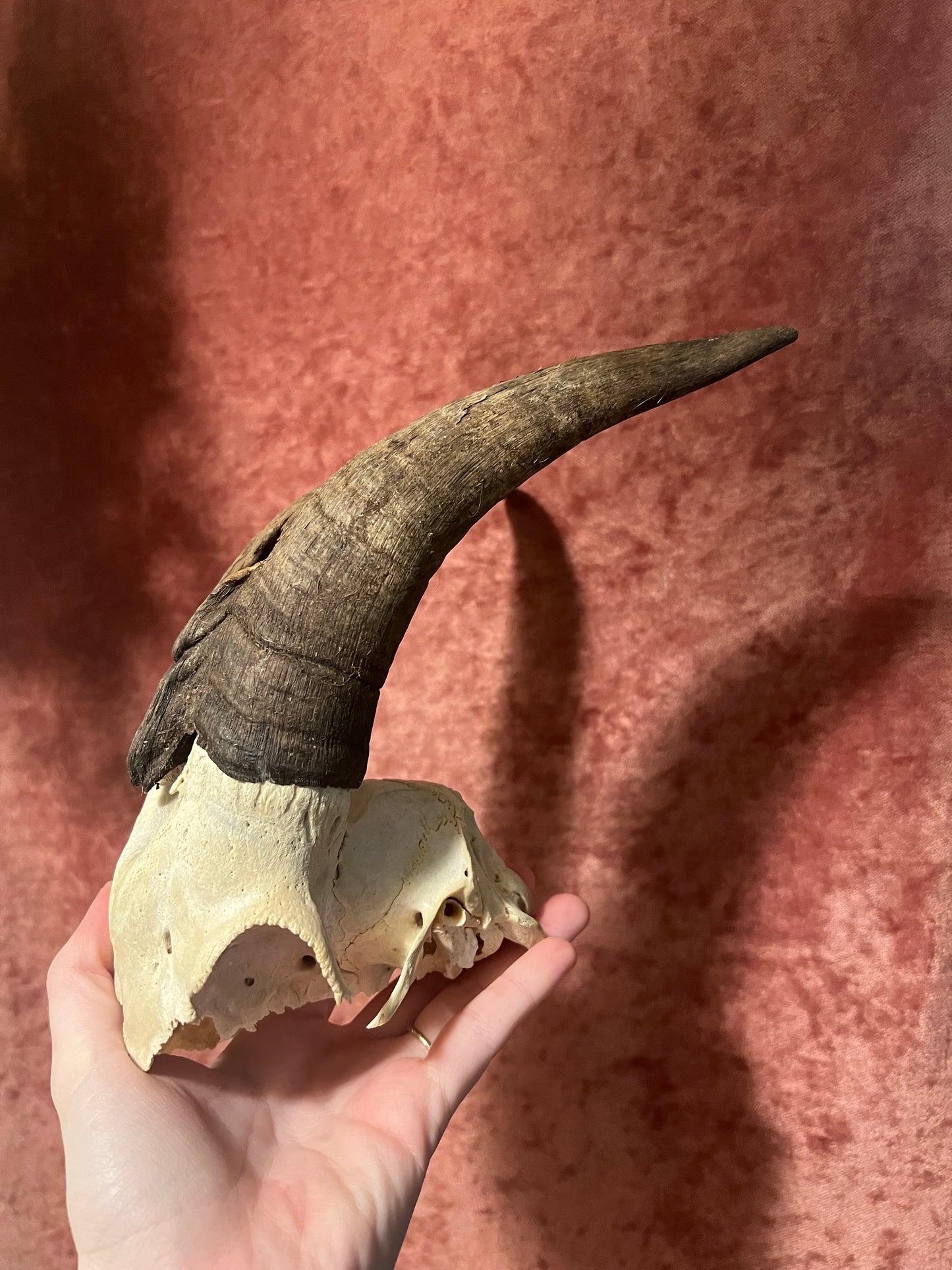 Ram Skull