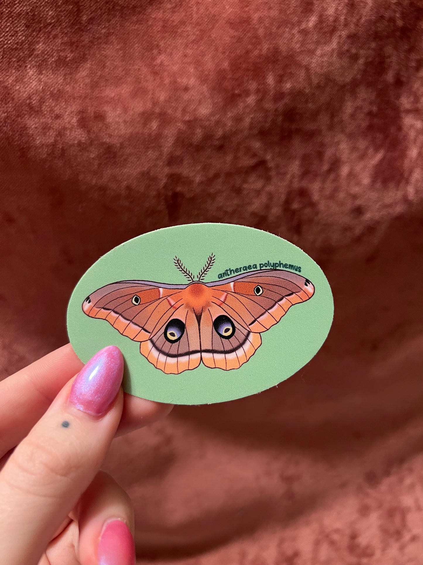 Moth Stickers 3” Ovals Matte Vinyl Sticker with Scientific Name