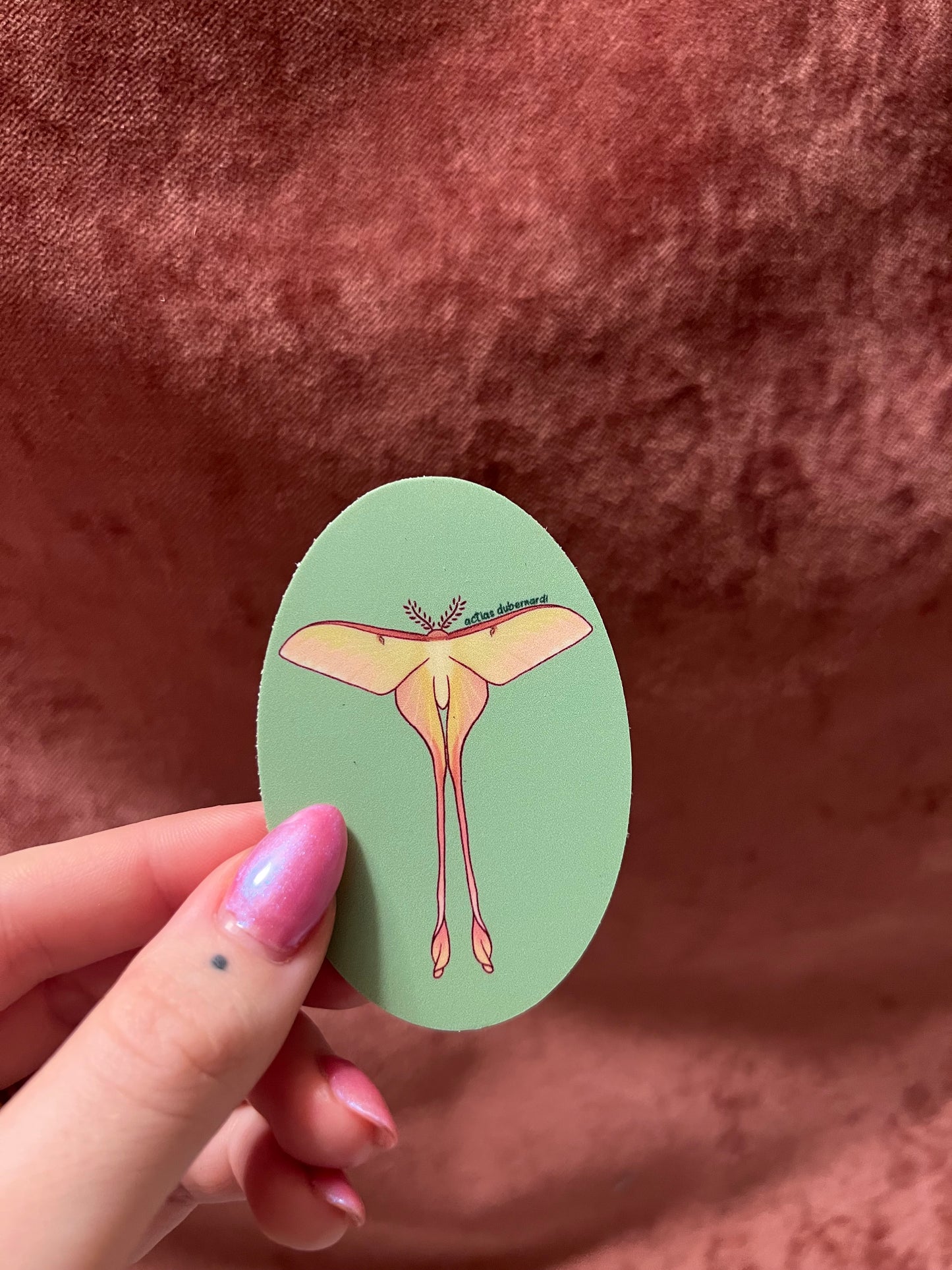Moth Stickers 3” Ovals Matte Vinyl Sticker with Scientific Name