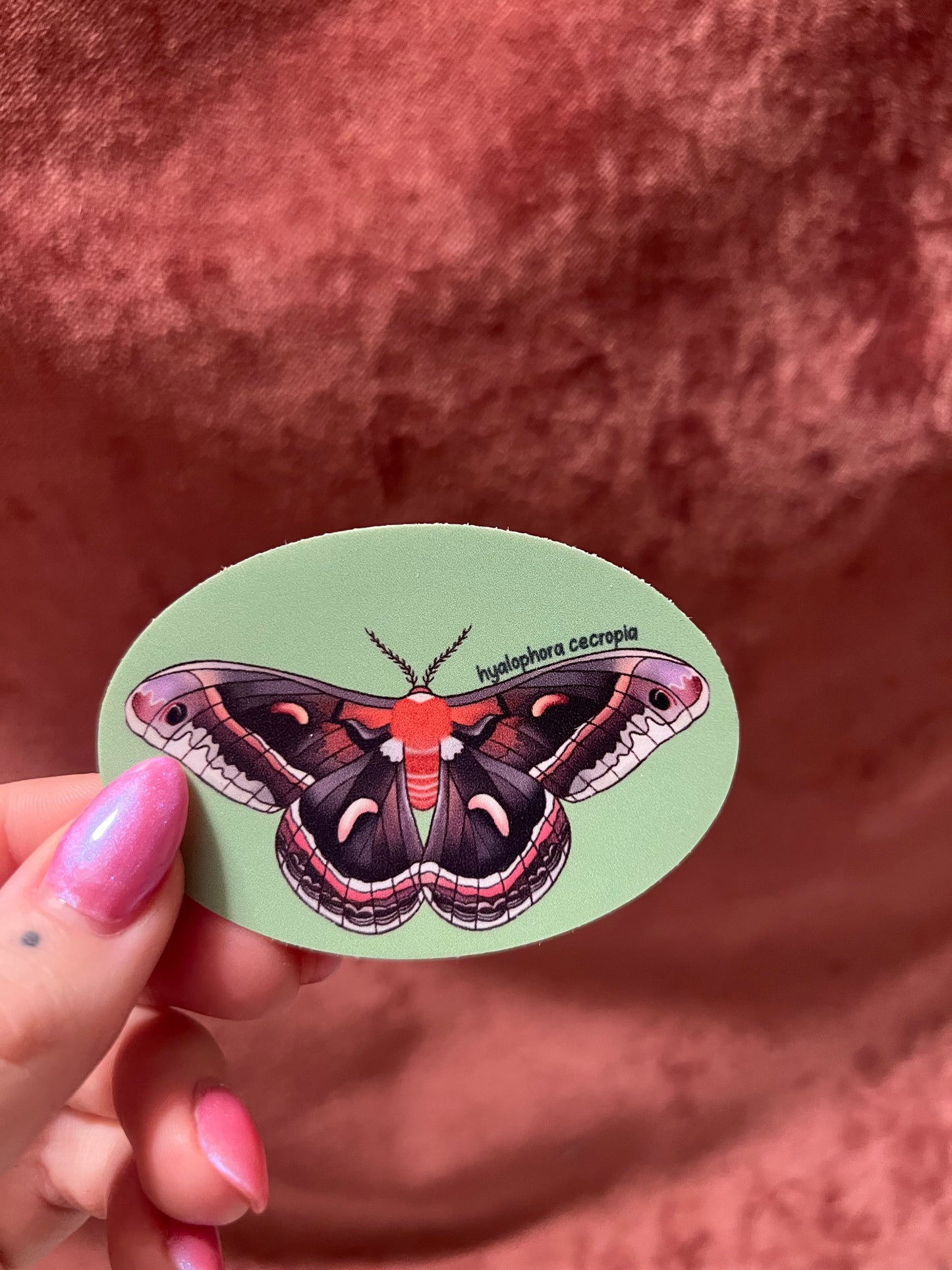 Moth Stickers 3” Ovals Matte Vinyl Sticker with Scientific Name