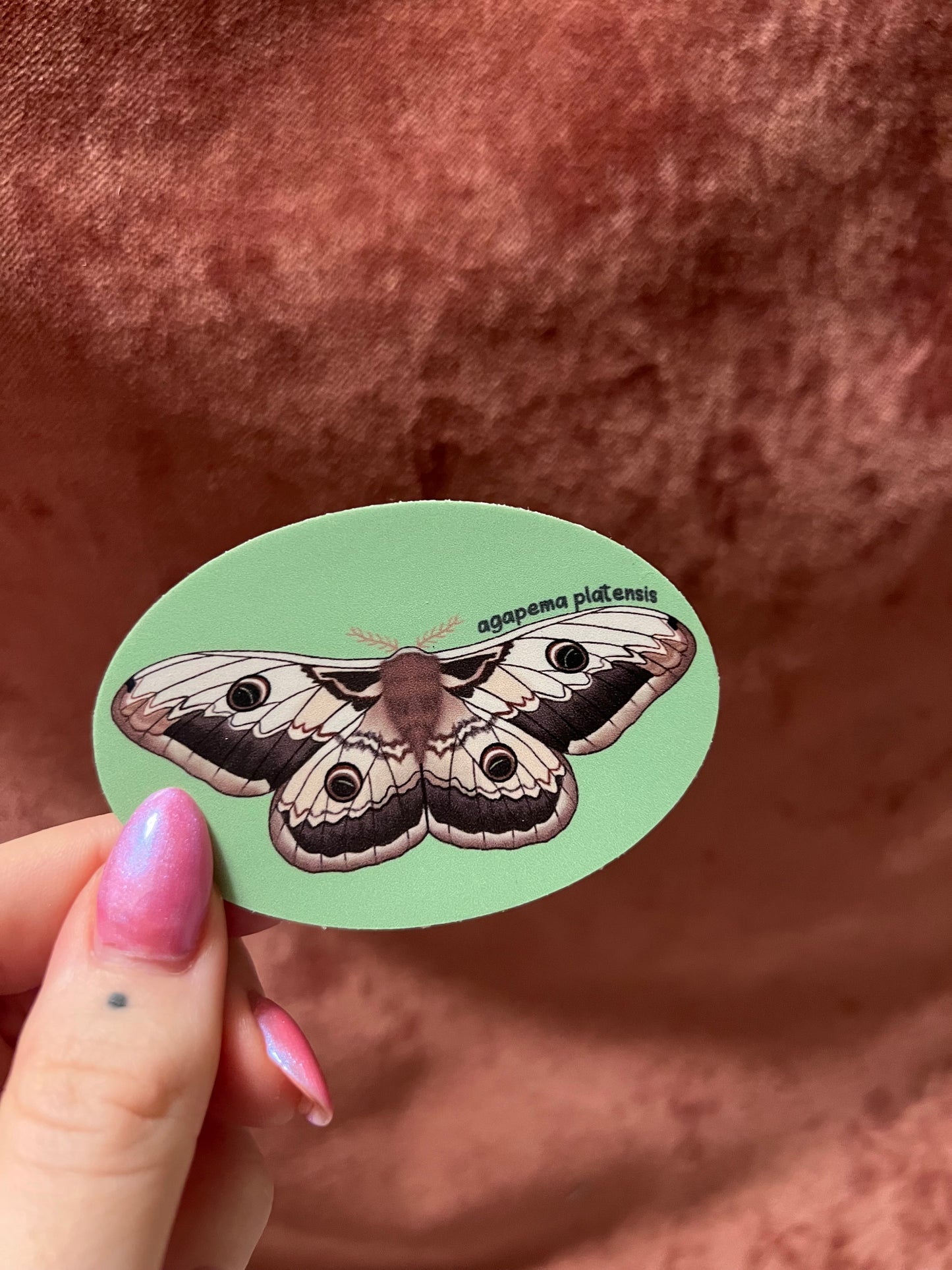 Moth Stickers 3” Ovals Matte Vinyl Sticker with Scientific Name