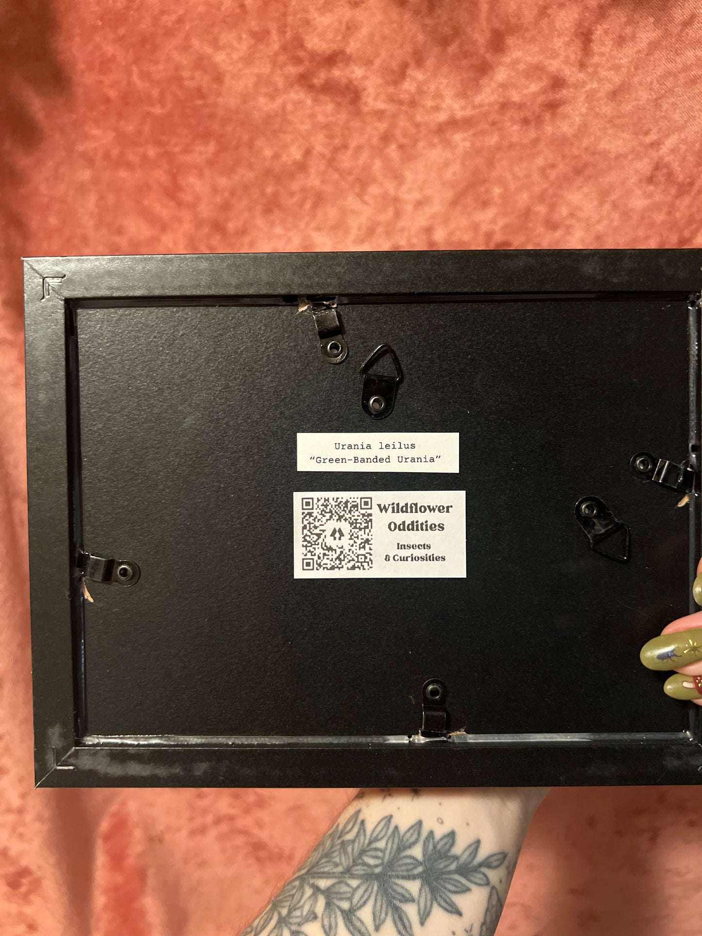 Green-Banded Urania 5x7 Shadowbox