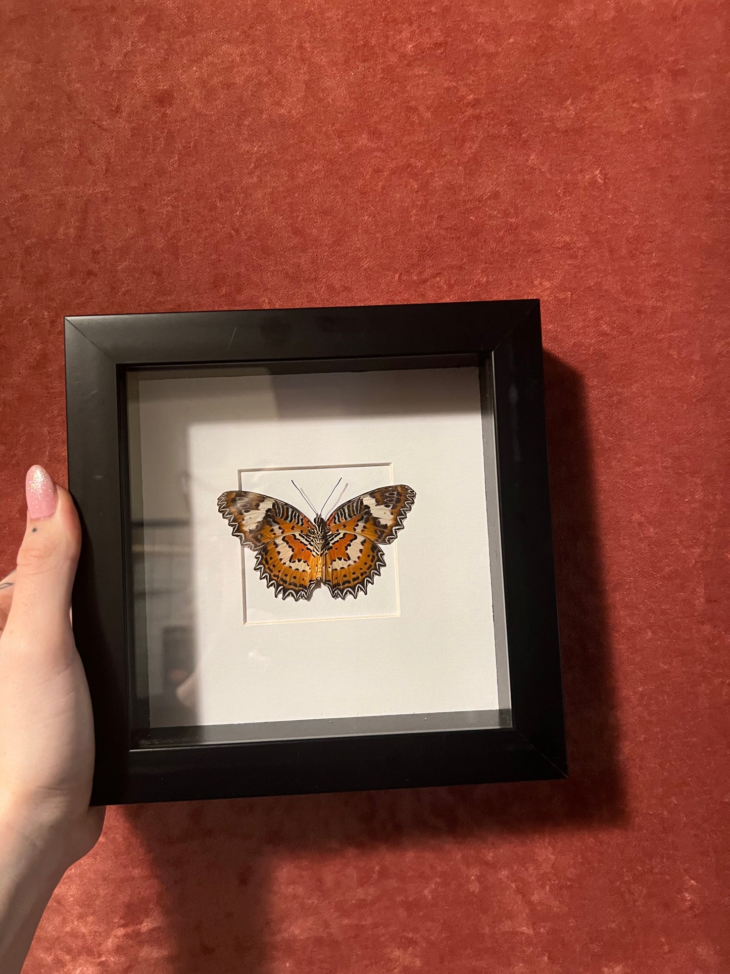 Lacewing Butterfly 6x6