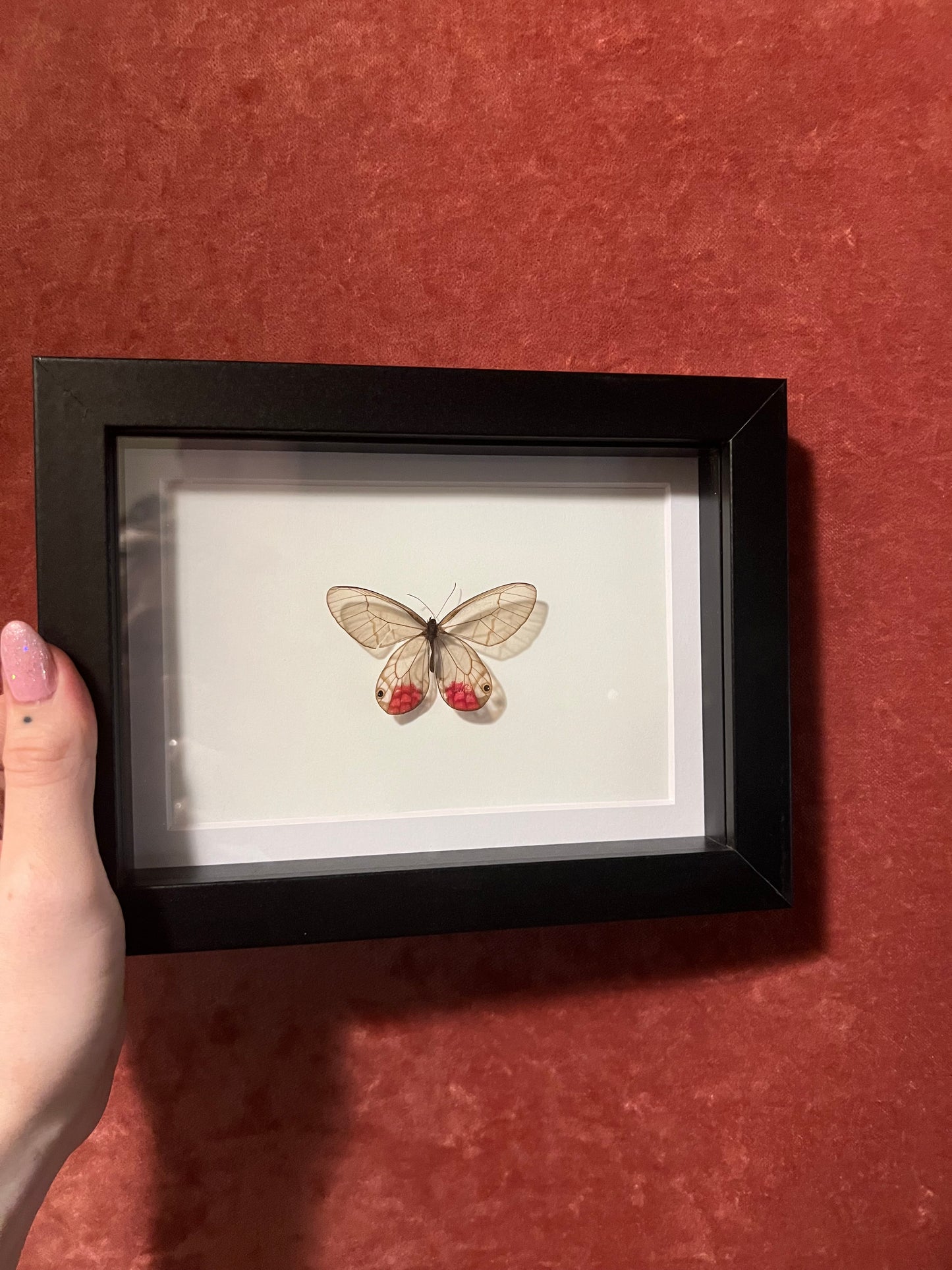 Pink Glasswing 5x7