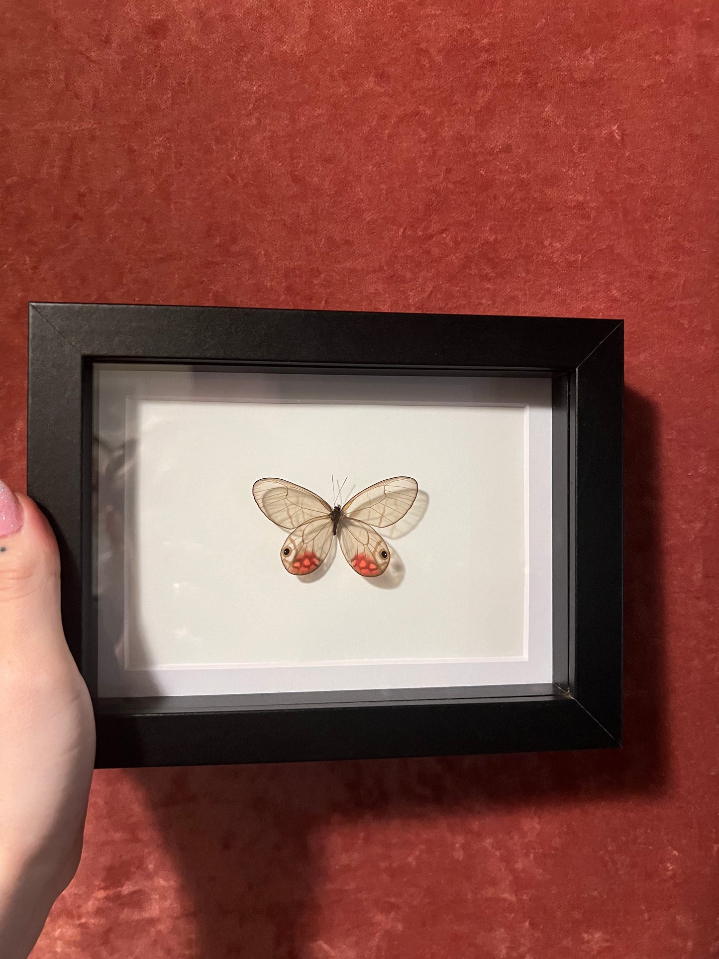 Pink Glasswing 5x7
