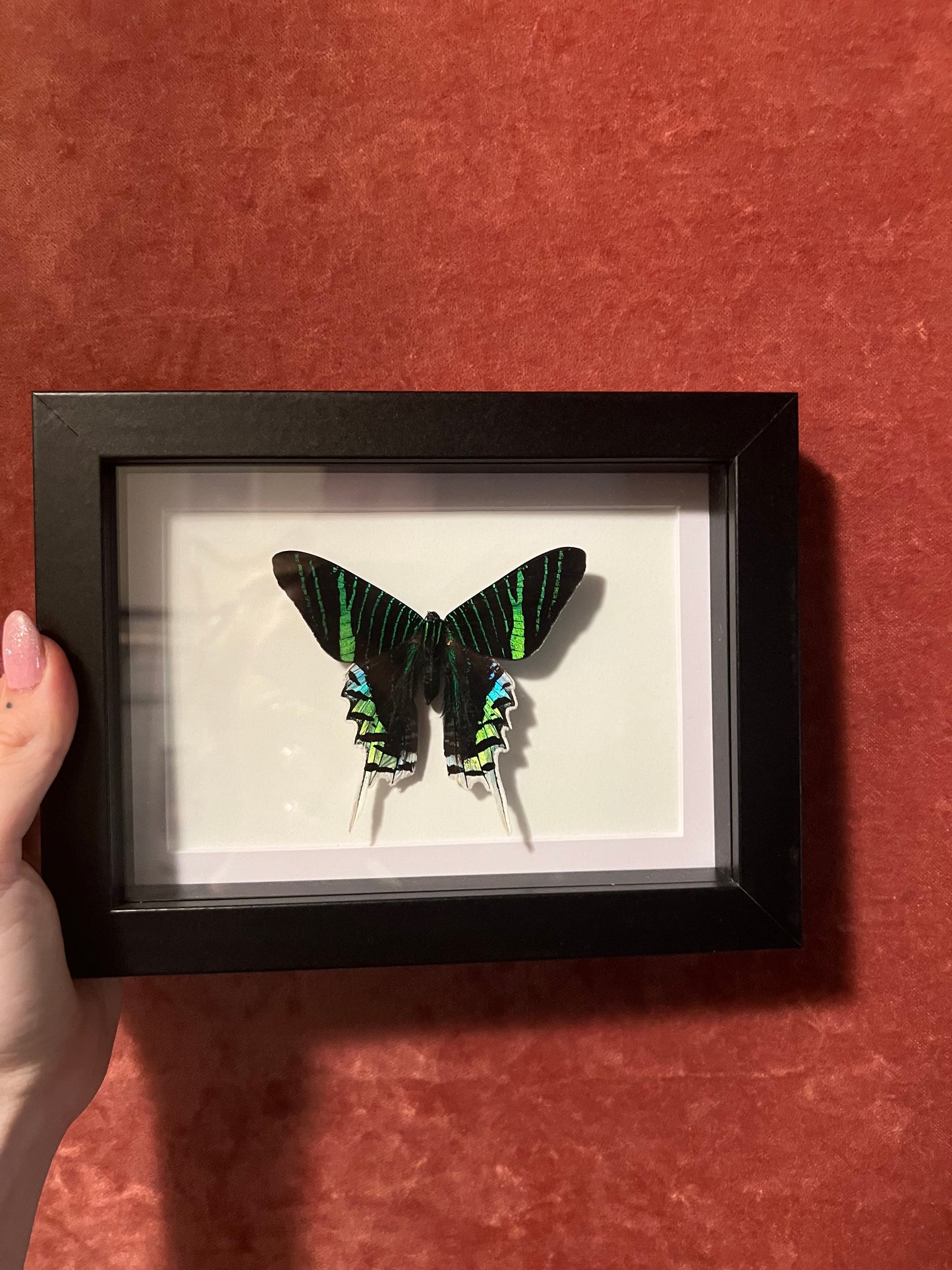 Green Banded Sunset Moths 5x7
