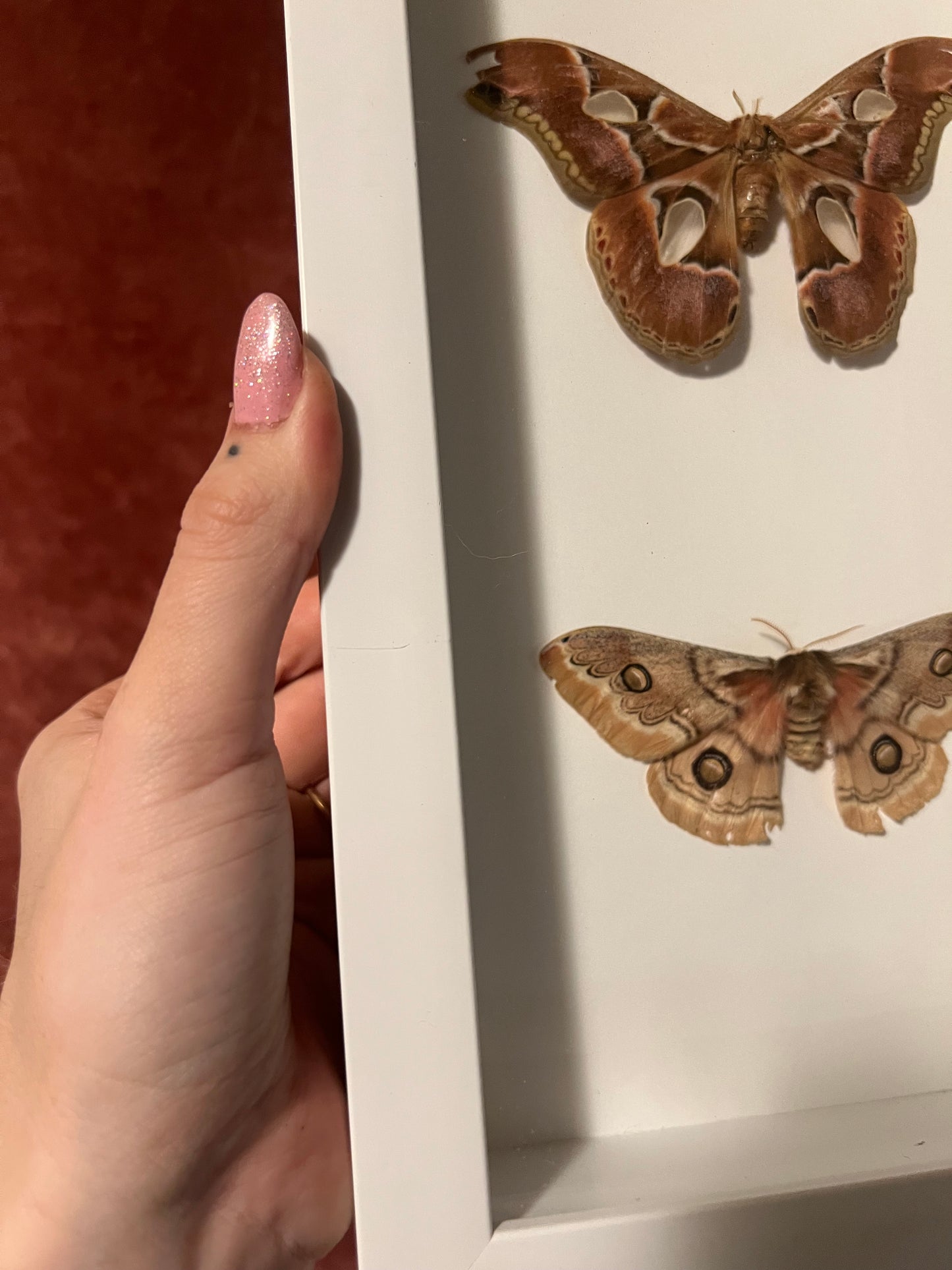 Brown Moth Trio (ND) 14.5x7