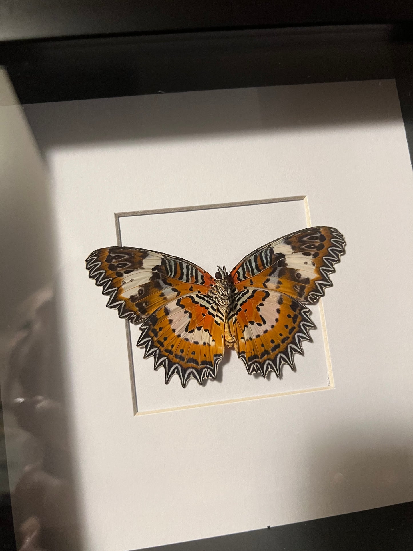 Lacewing Butterfly 6x6