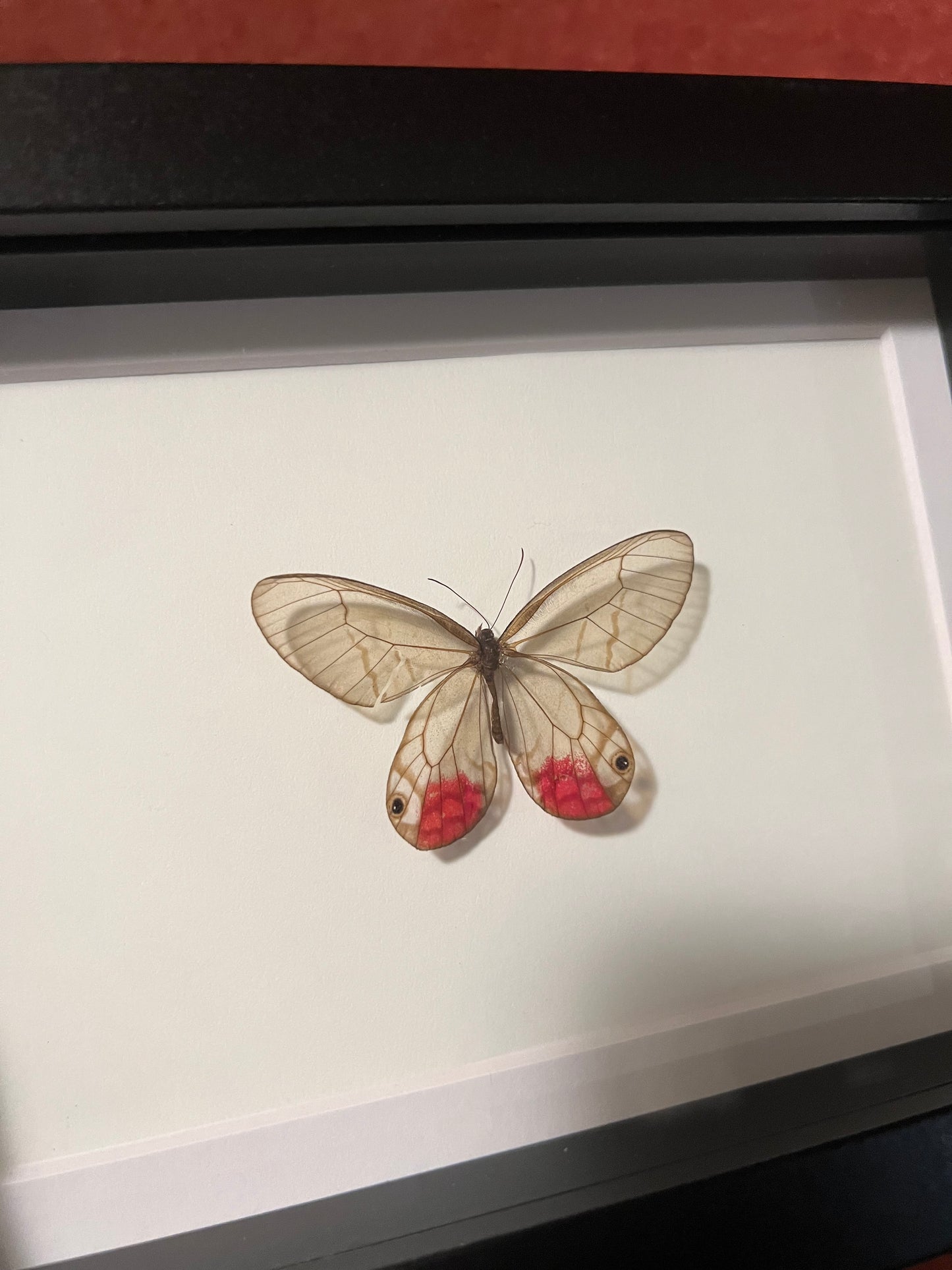 Pink Glasswing 5x7