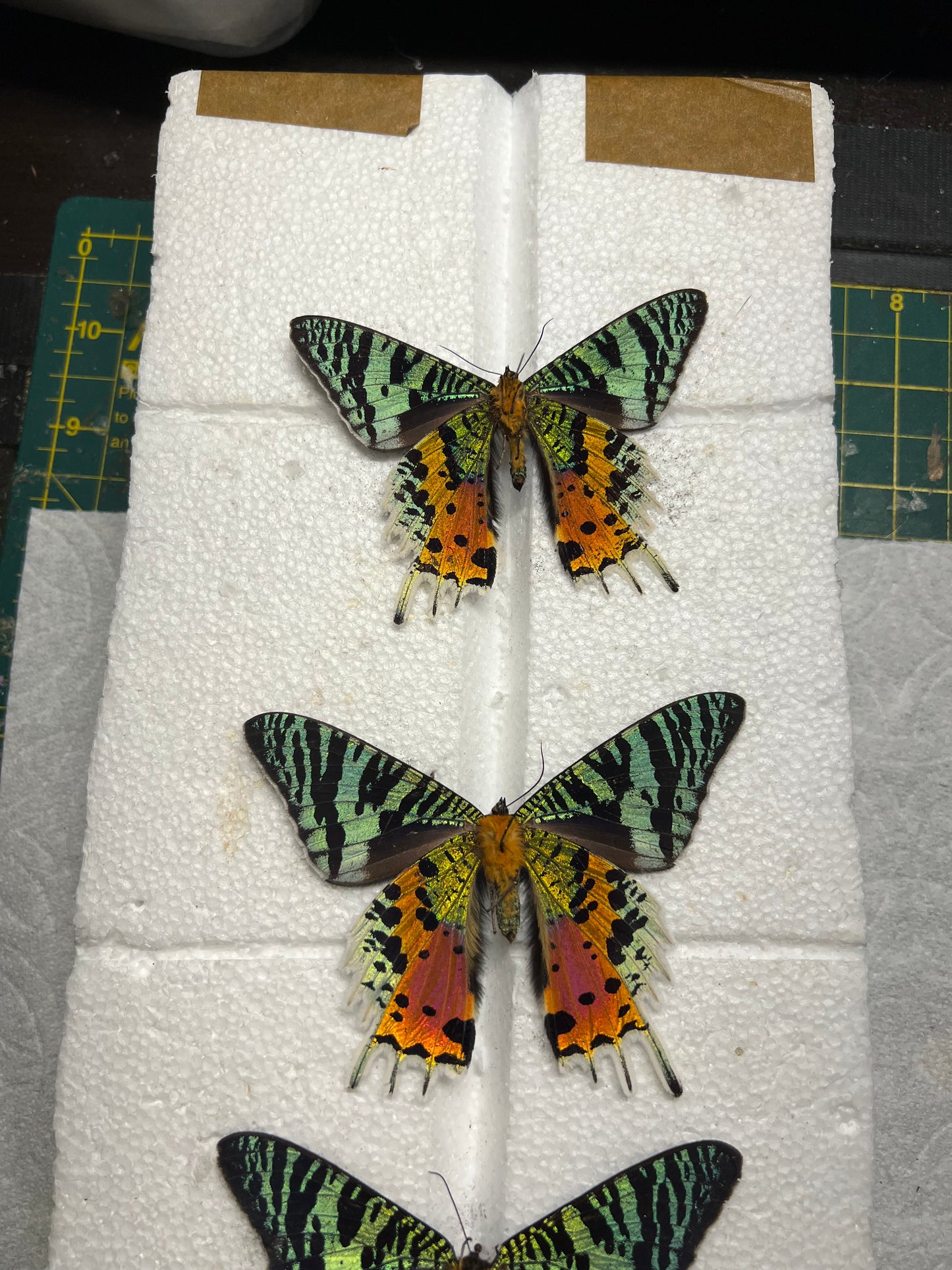 Madagascan Sunset Moth Dried Specimens, Unprepared or Pinned