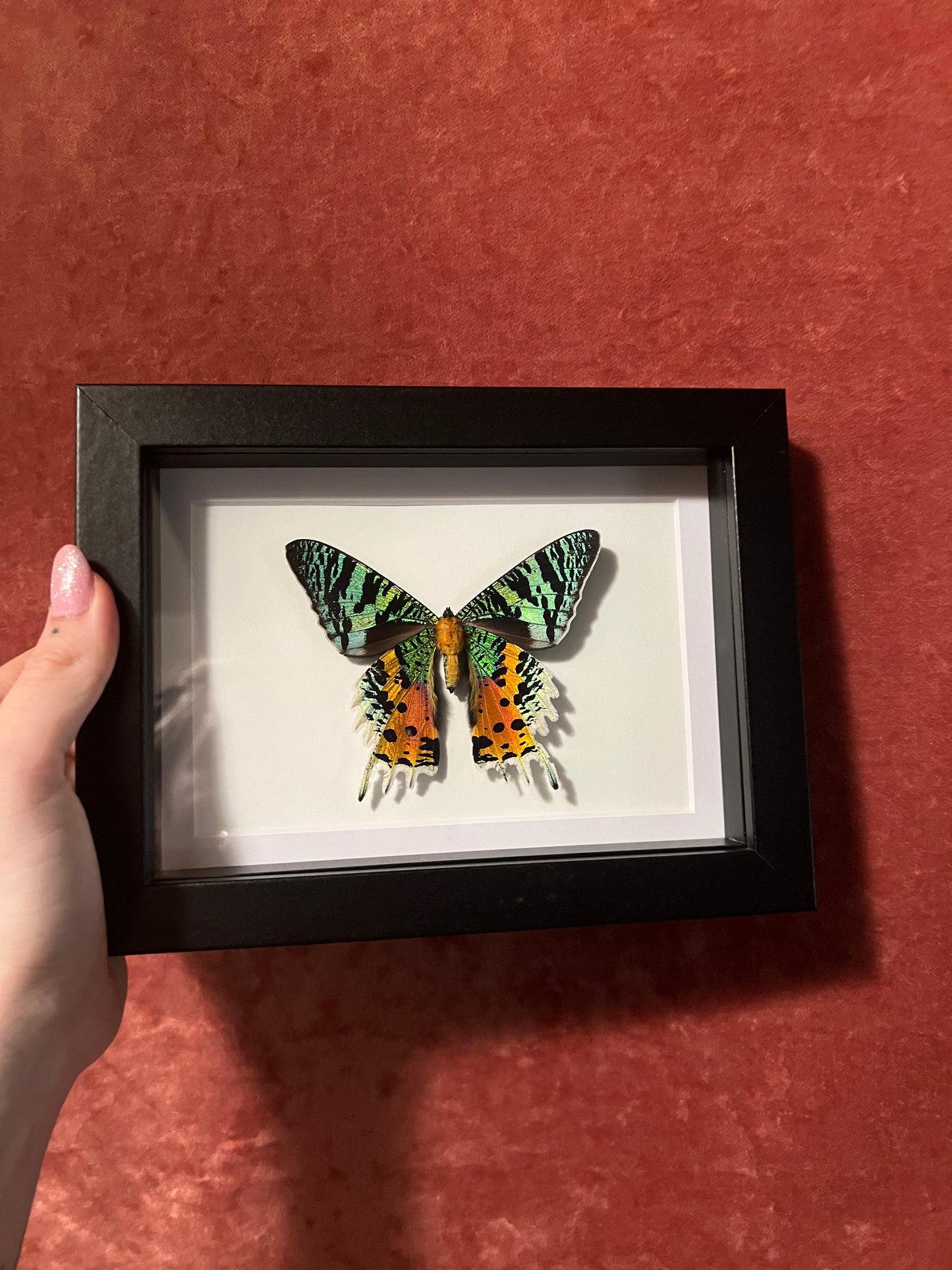 Madagascan Sunset Moth 5x7