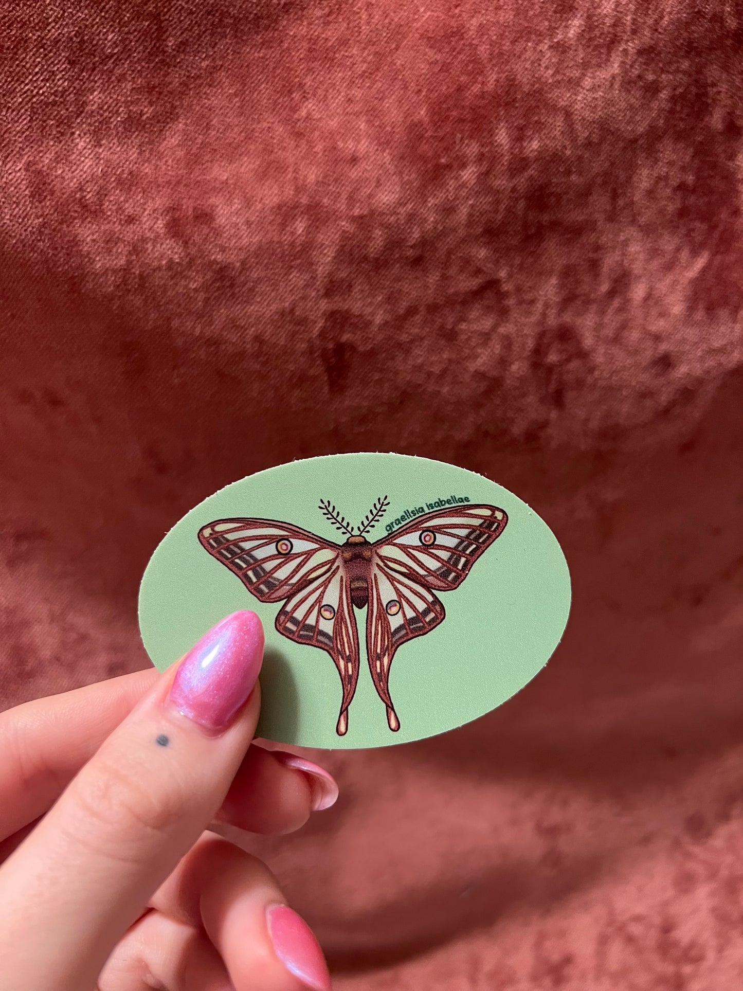 Moth Stickers 3” Ovals Matte Vinyl Sticker with Scientific Name