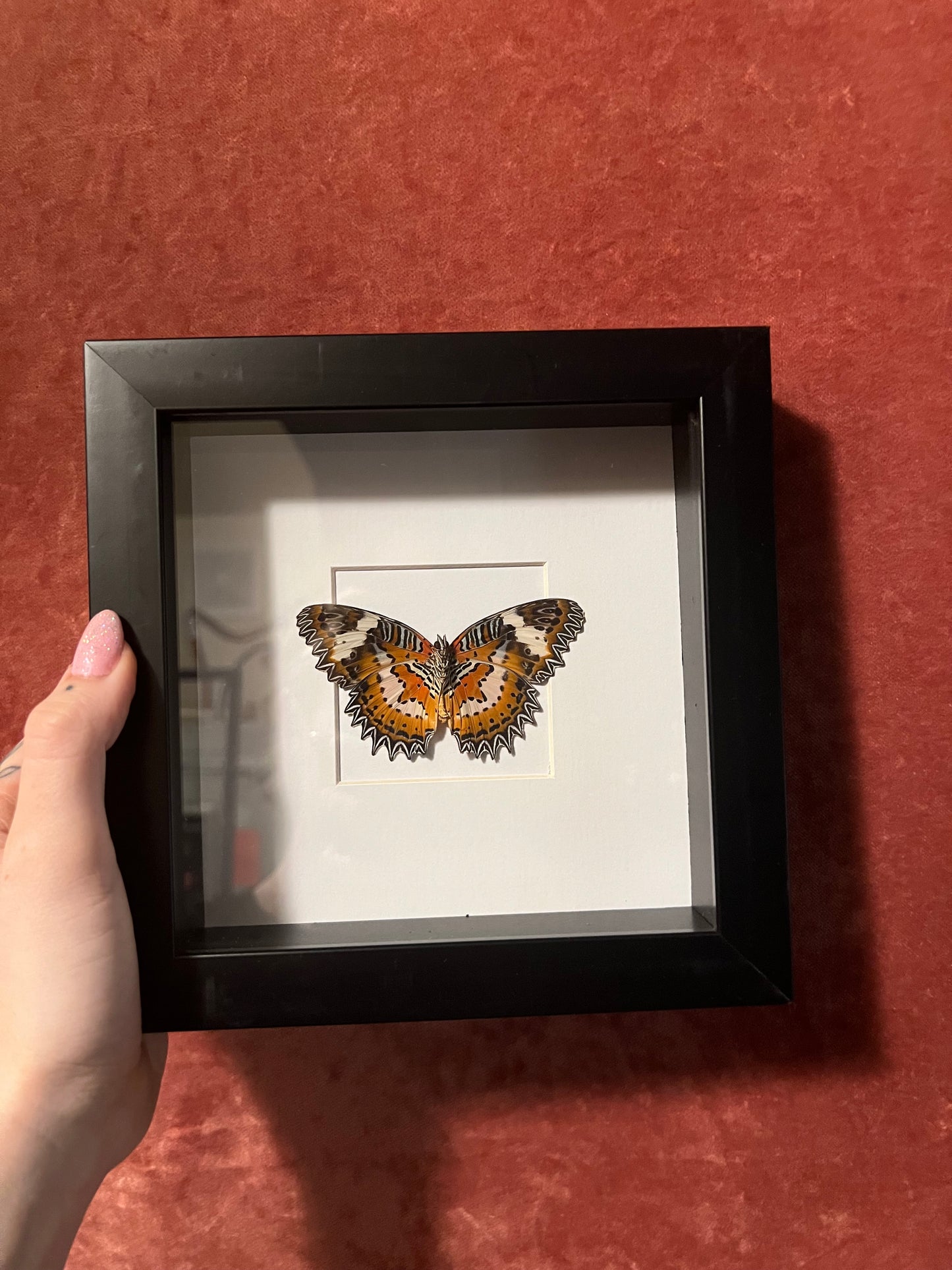 Lacewing Butterfly 6x6