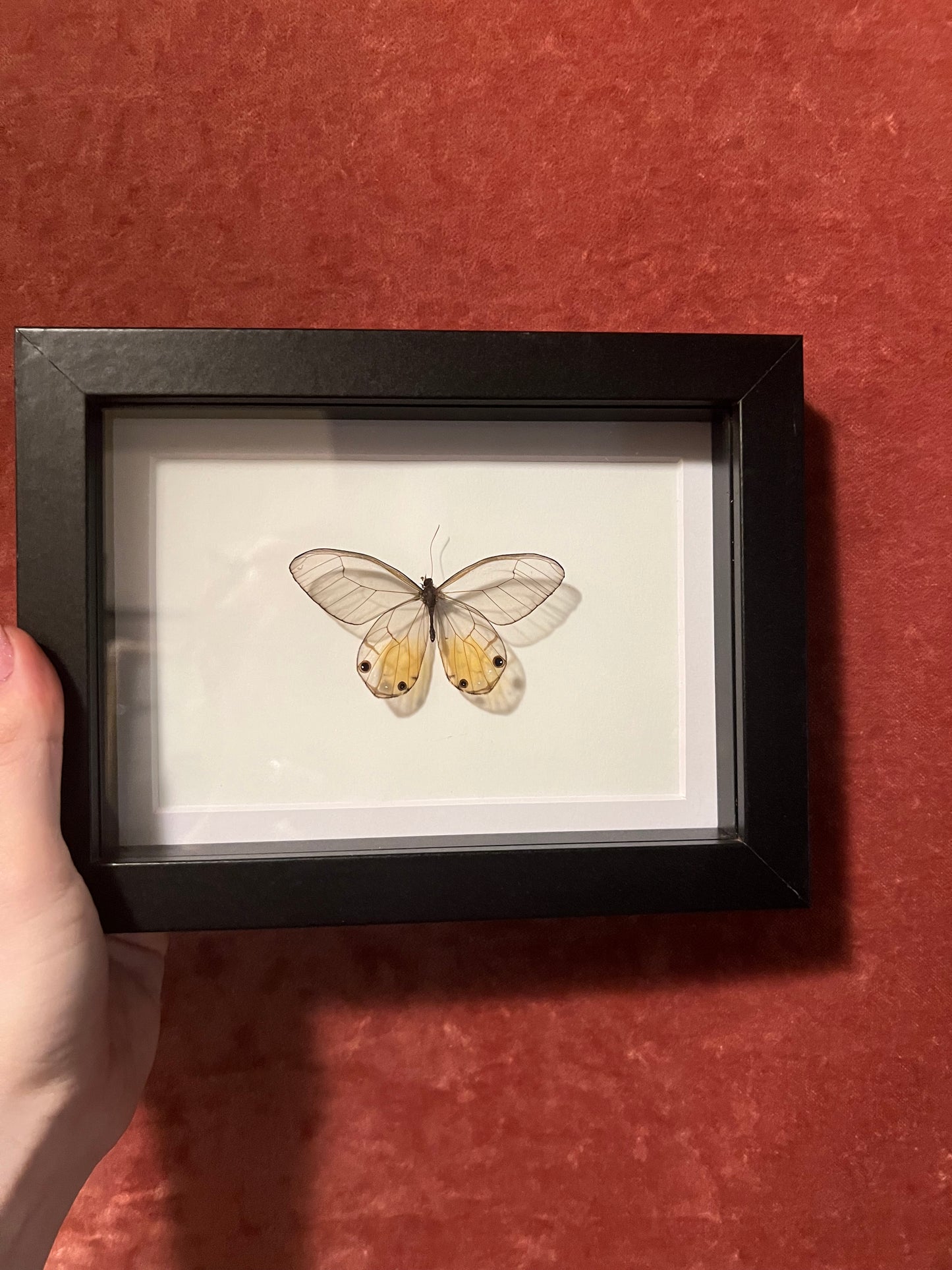 Amber Glasswing 5x7