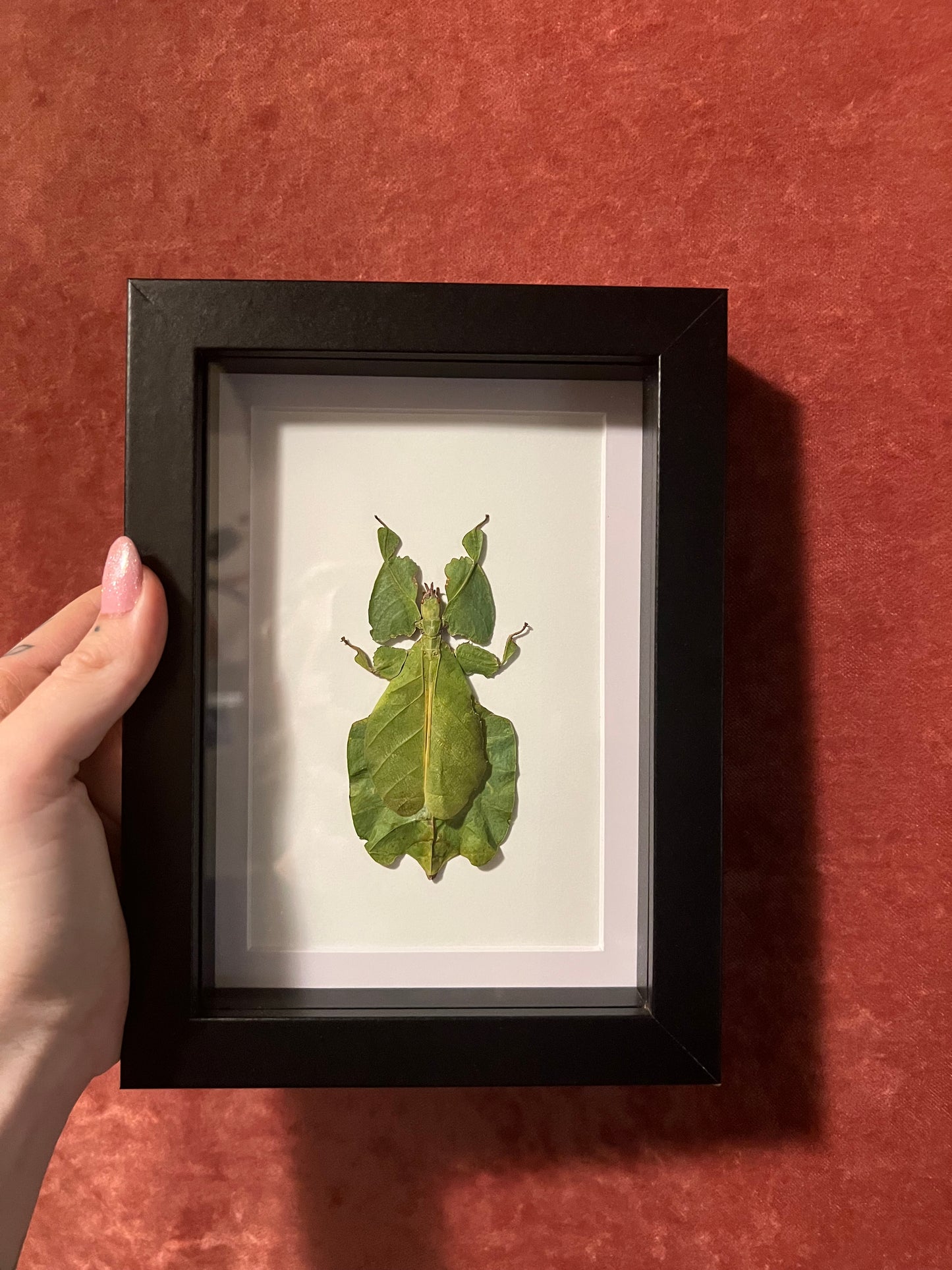 Walking Leaf Insect 5x7