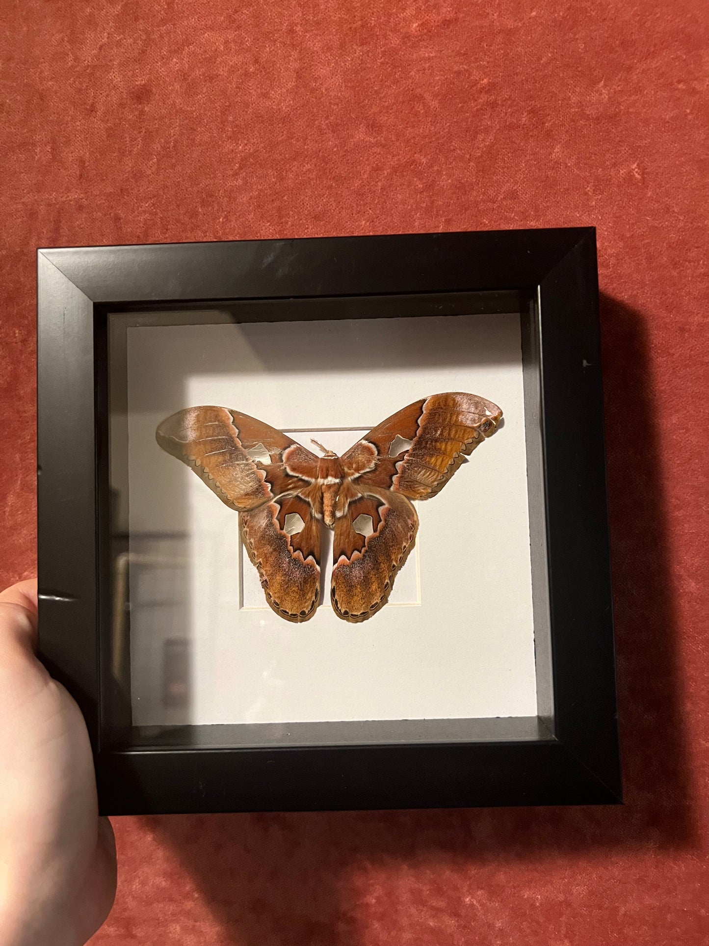 Rothschild Moth (ND) 6x6