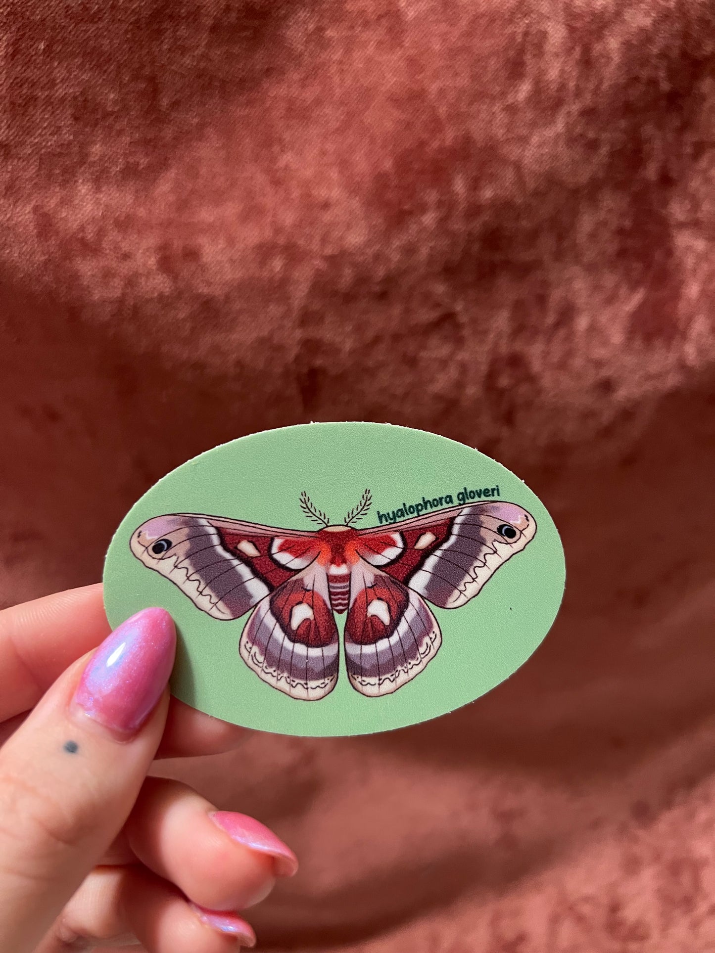 Moth Stickers 3” Ovals Matte Vinyl Sticker with Scientific Name