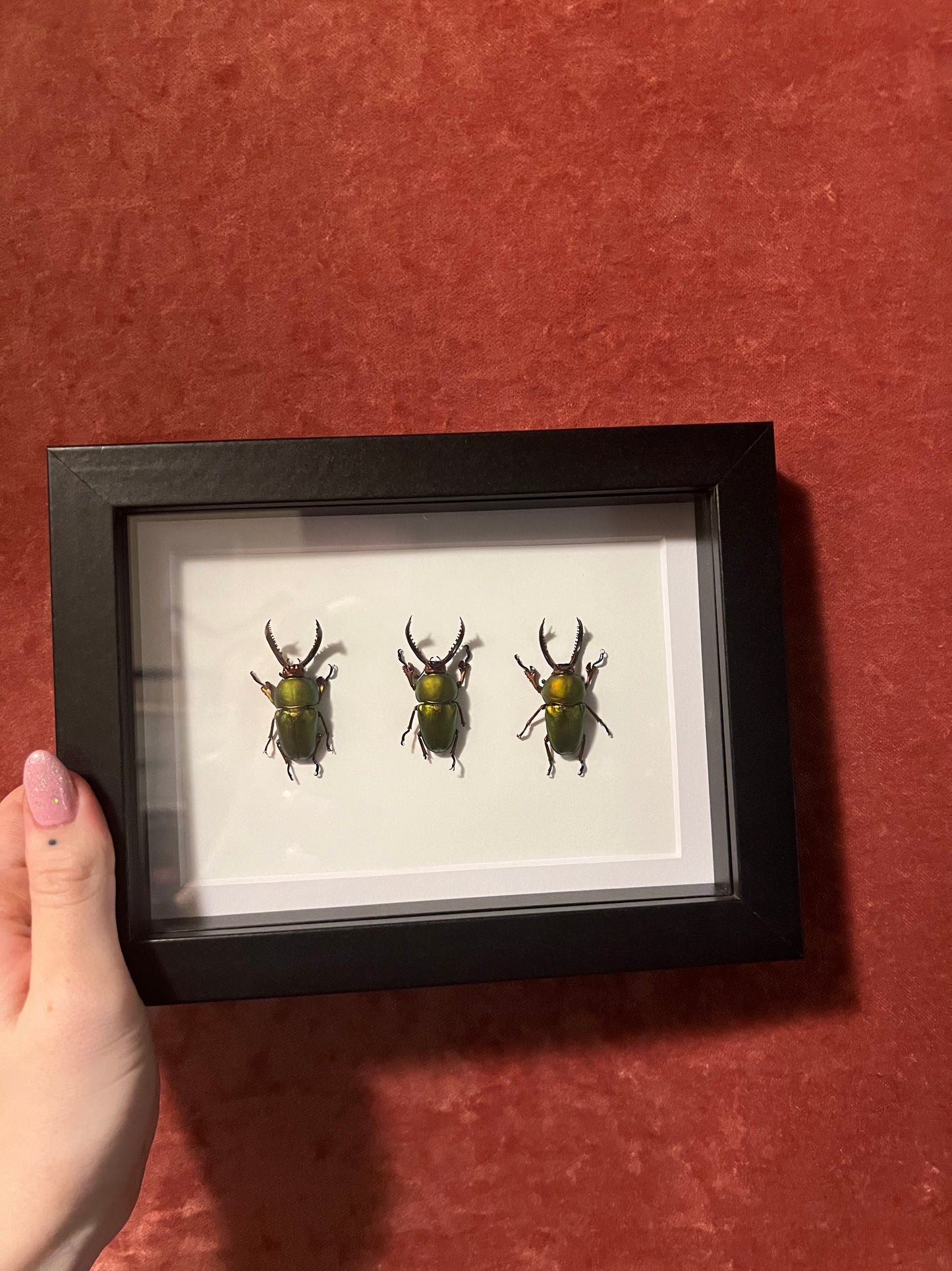 Green Sawtooth Stag Beetle Trio 5x7
