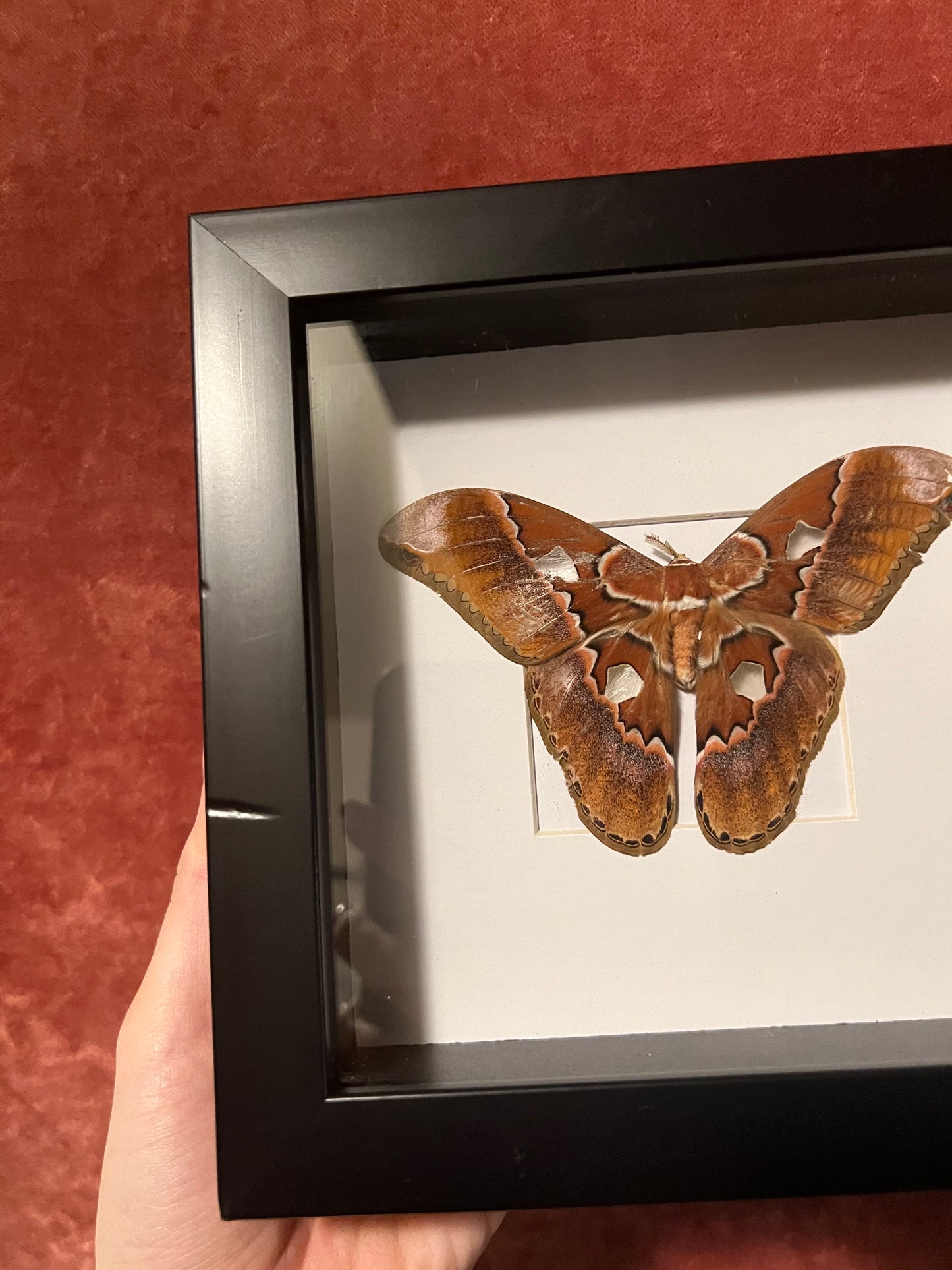 Rothschild Moth (ND) 6x6