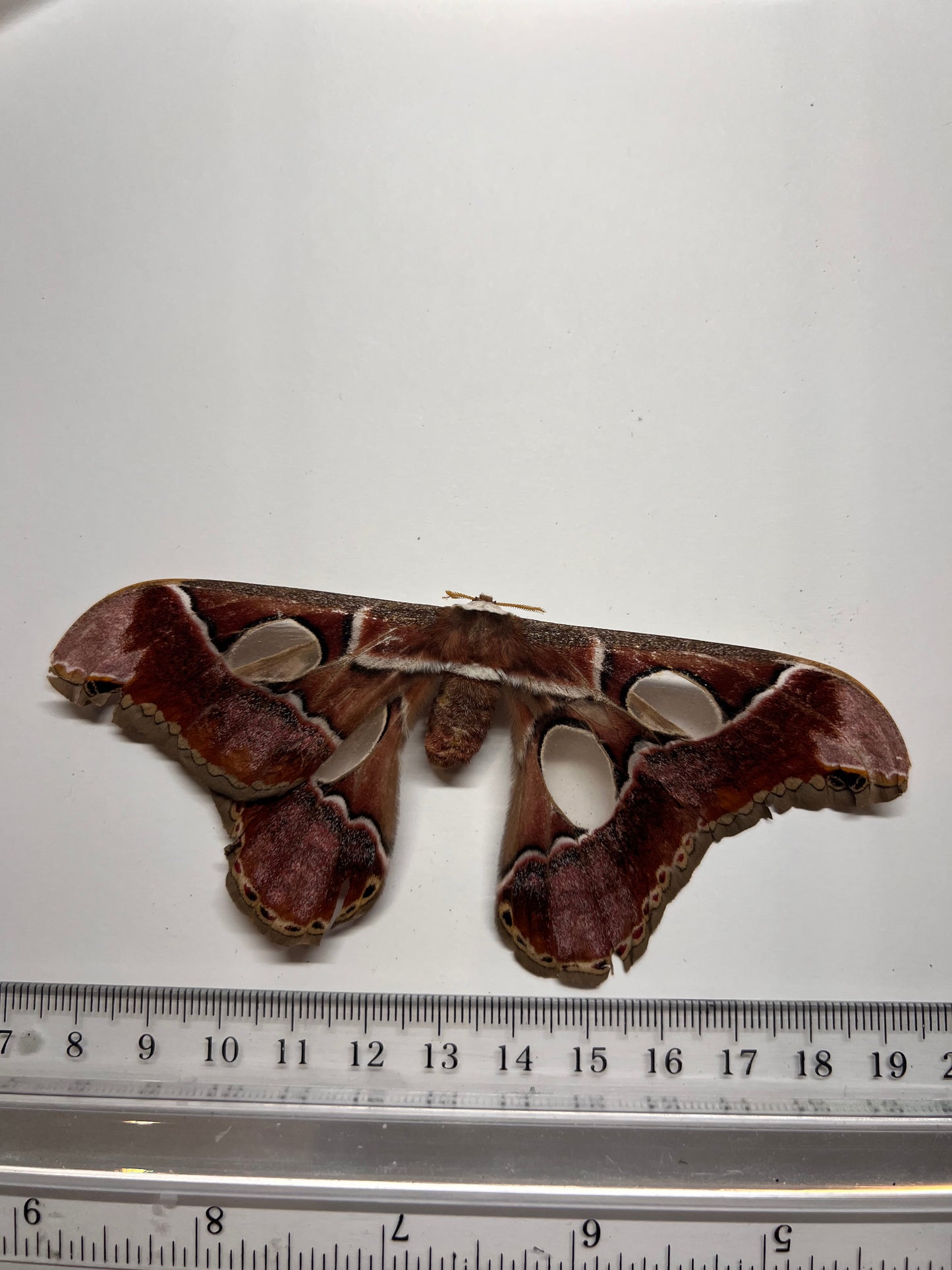 Rhothschildia Sp. Natural Death Papered Specimen