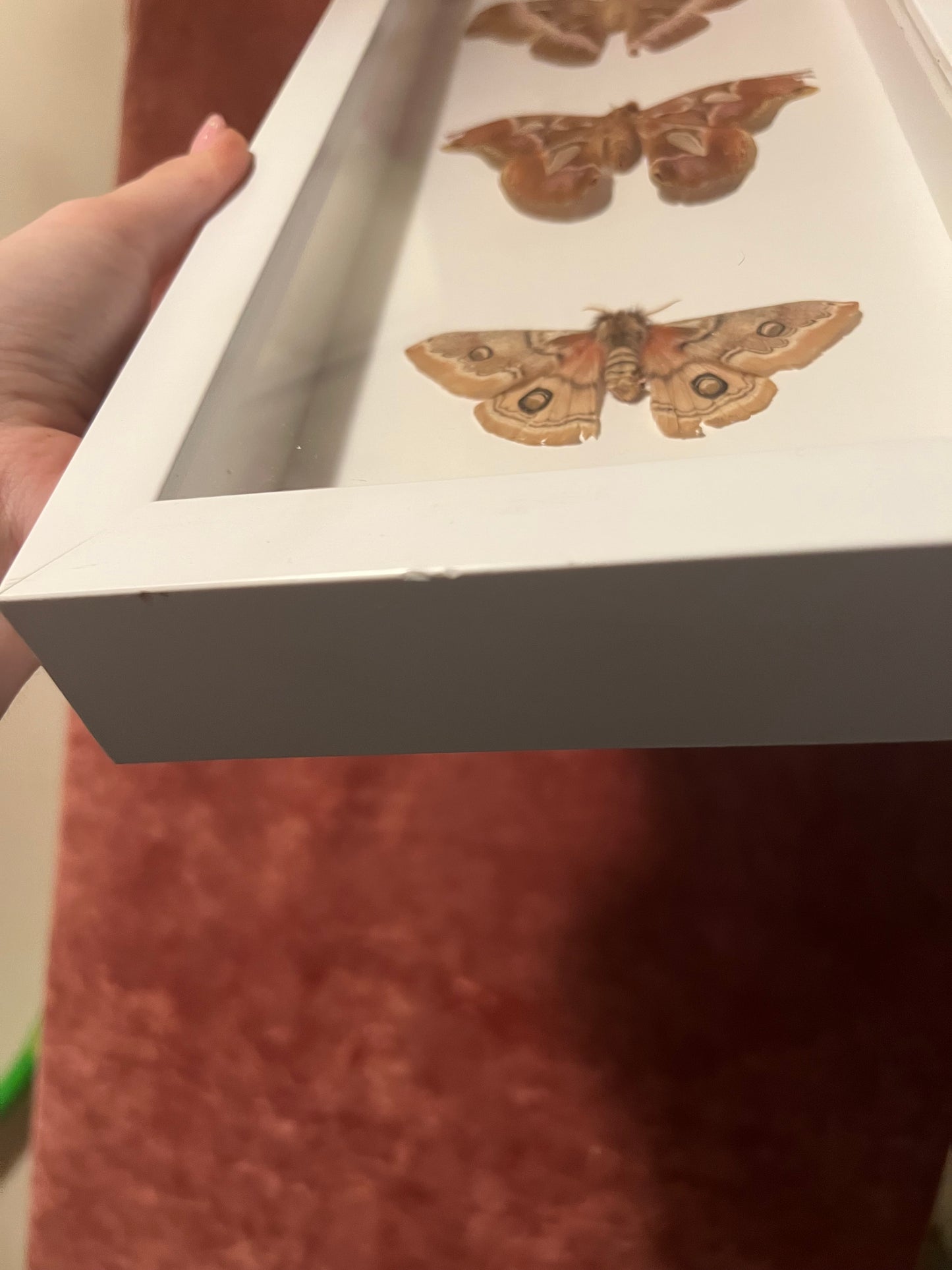 Brown Moth Trio (ND) 14.5x7