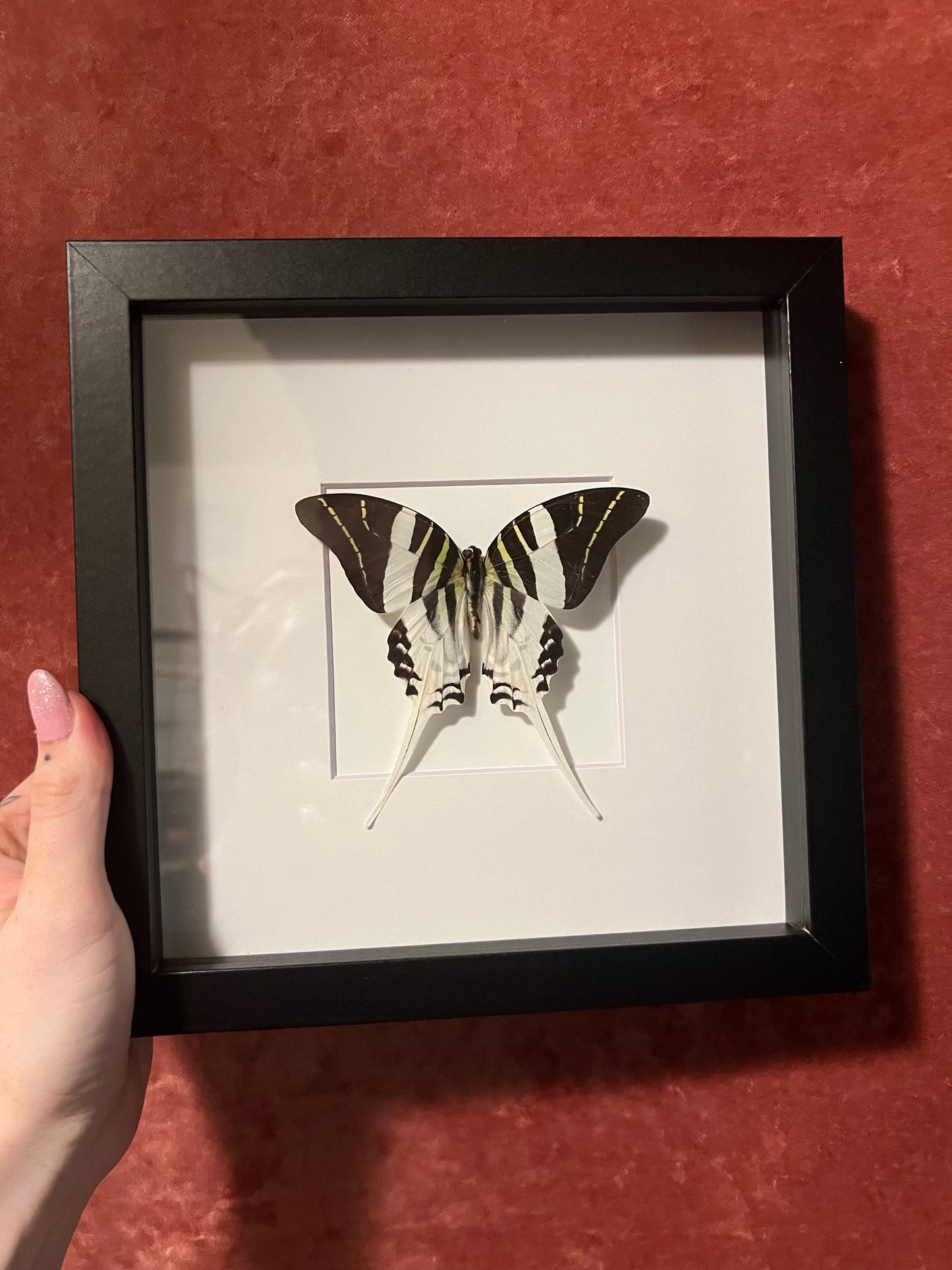 Five Bar Swallowtail 8x8