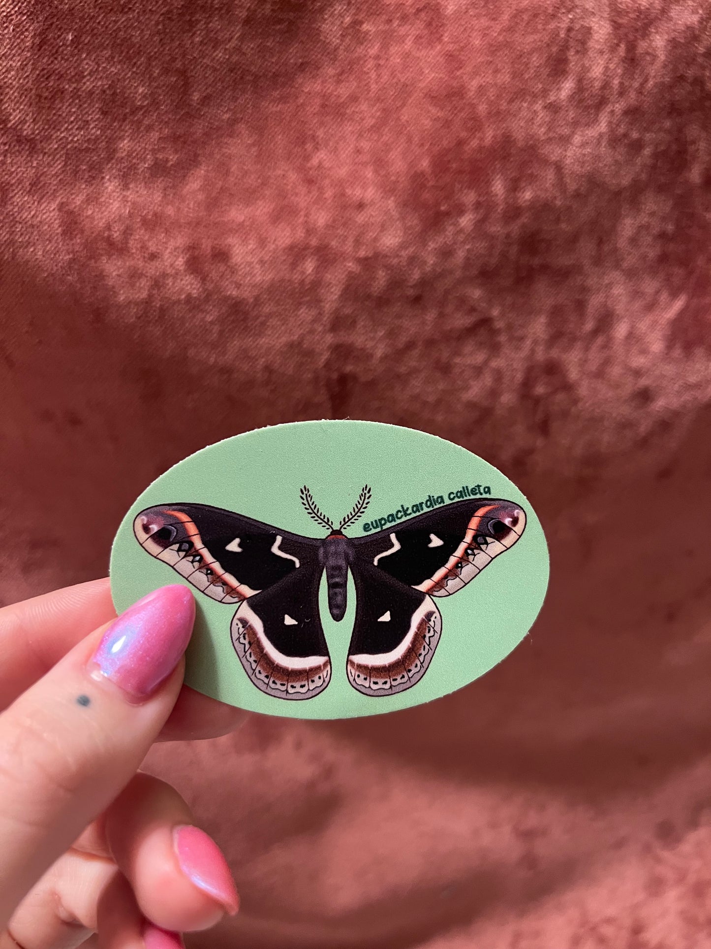 Moth Stickers 3” Ovals Matte Vinyl Sticker with Scientific Name