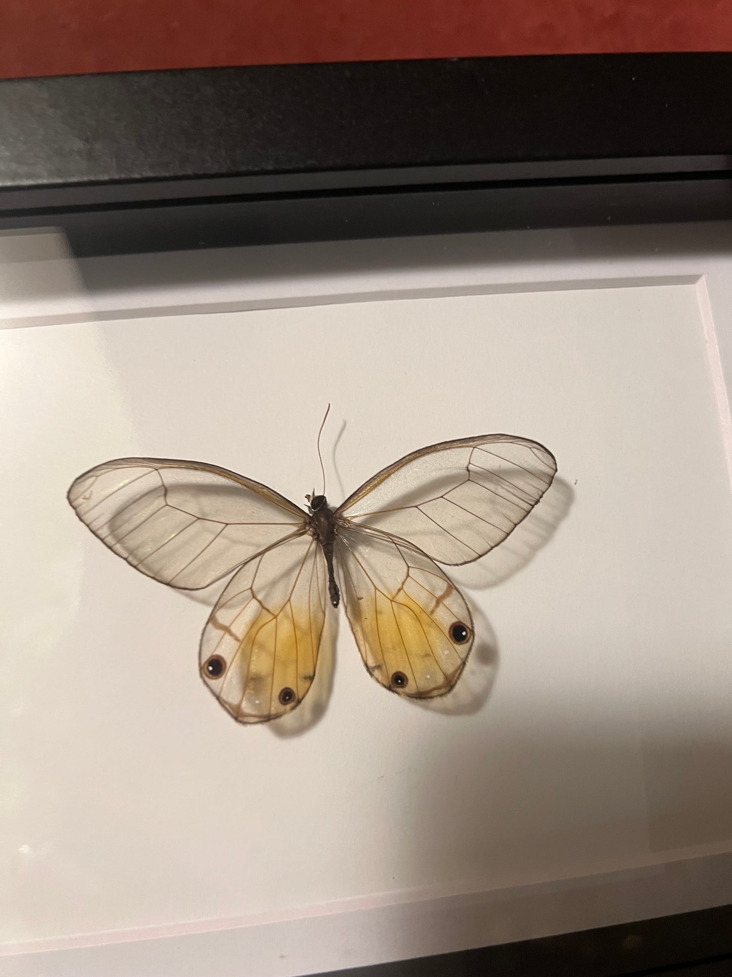 Amber Glasswing 5x7