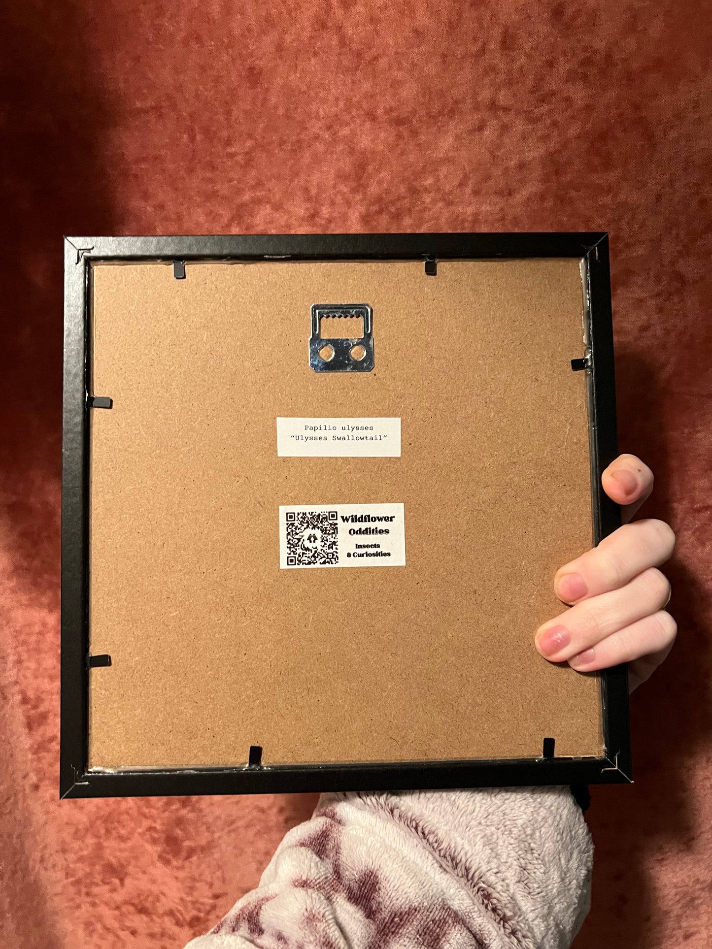 Ulysses Swallowtail Butterfly 8x8 Frame