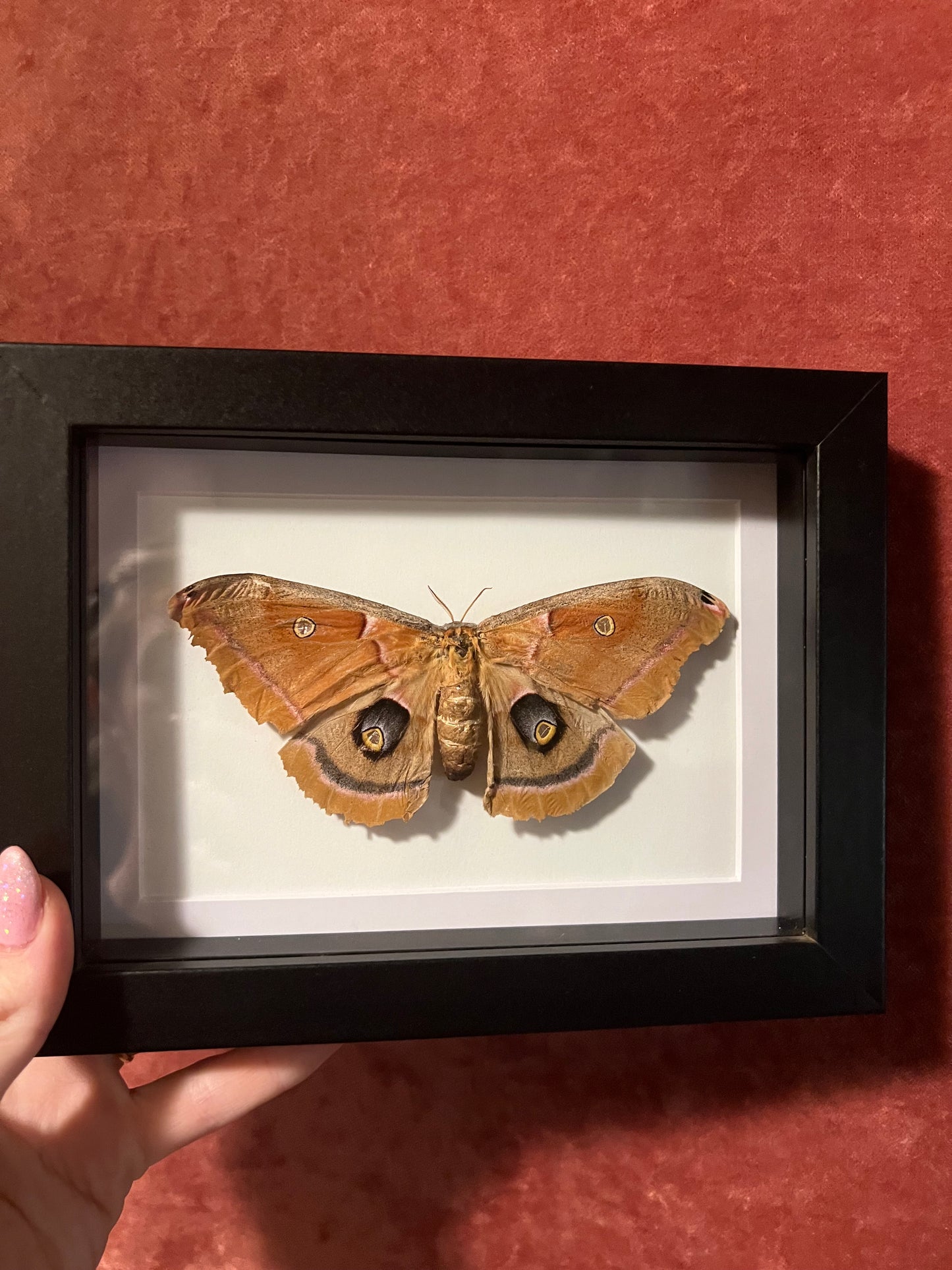 Polyphemus Moth (ND) 5x7