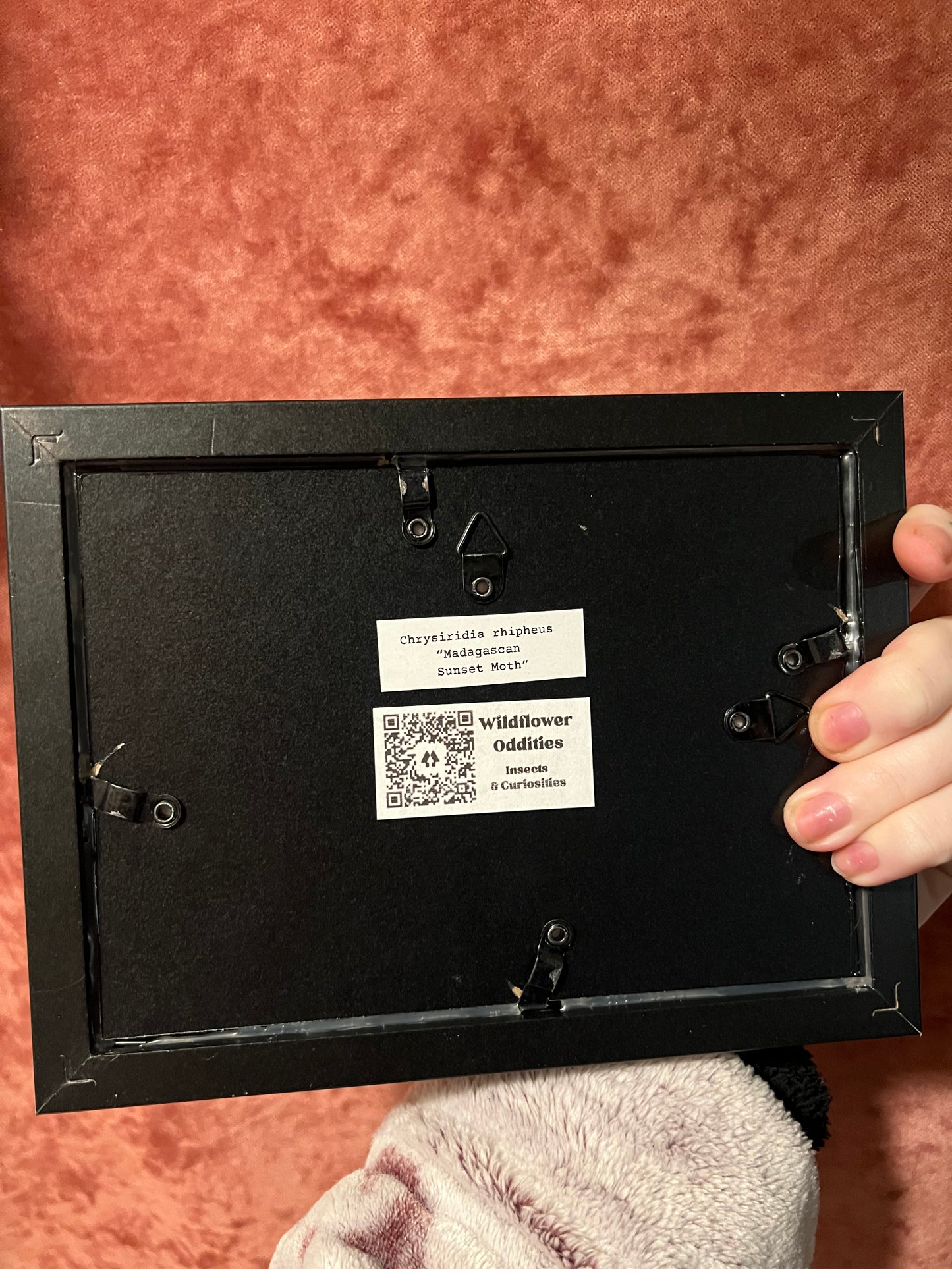 Madagascan Sunset Moth 5x7 Frame