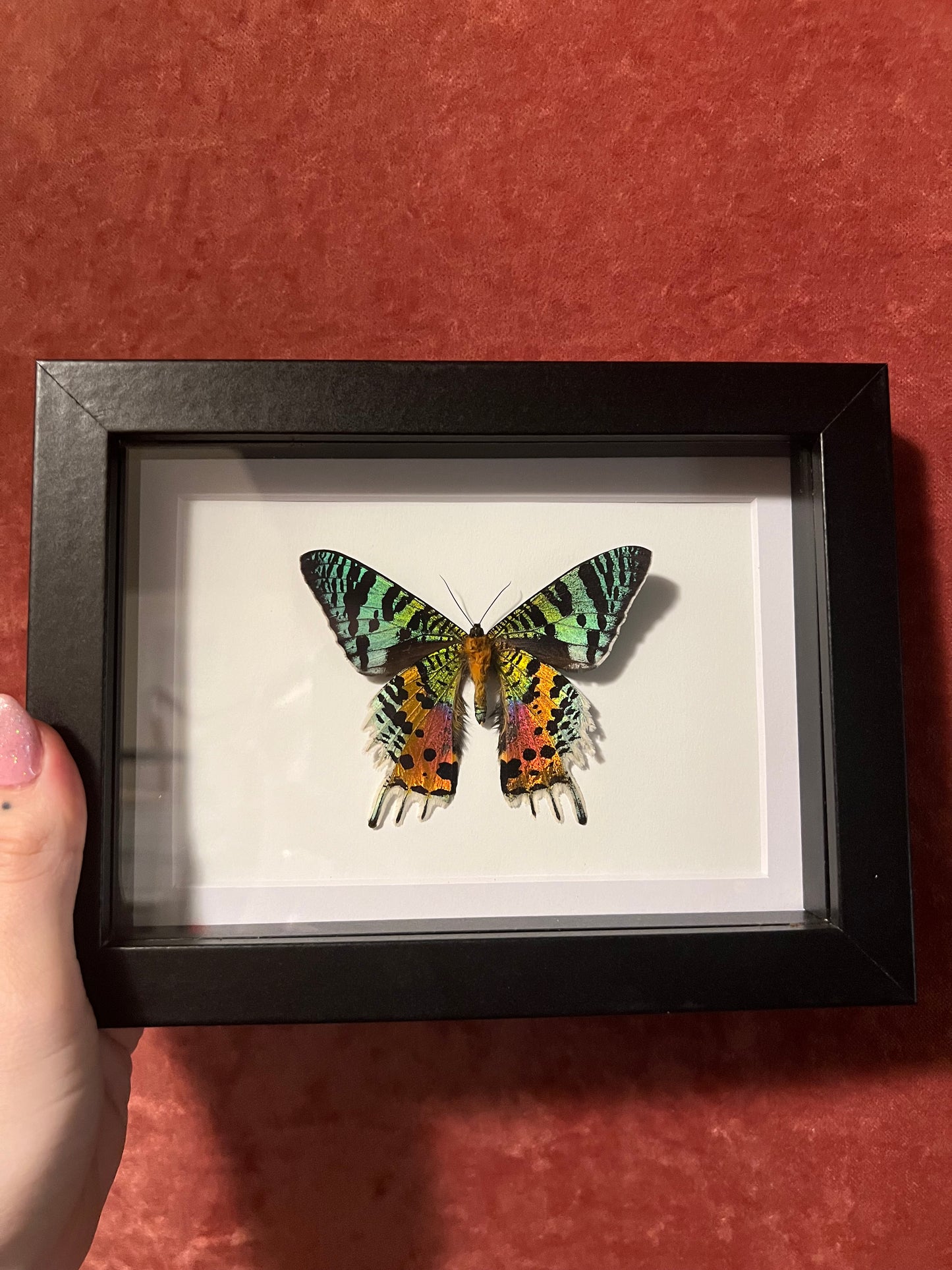 Madagascan Sunset Moth 5x7