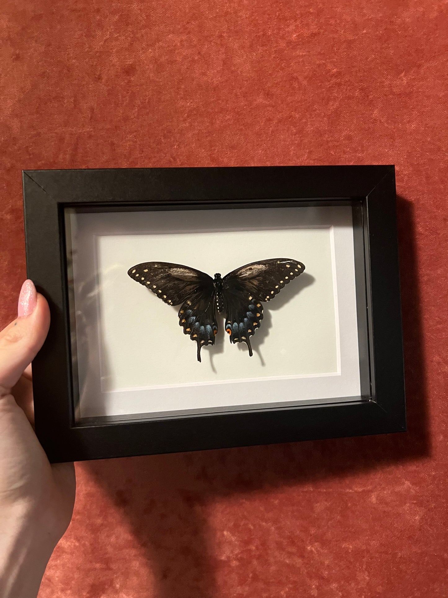 Black Swallowtail (ND) 5x7