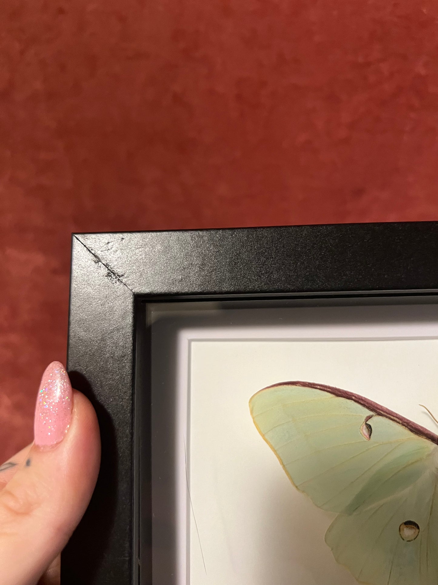 American Luna Moth 5x7