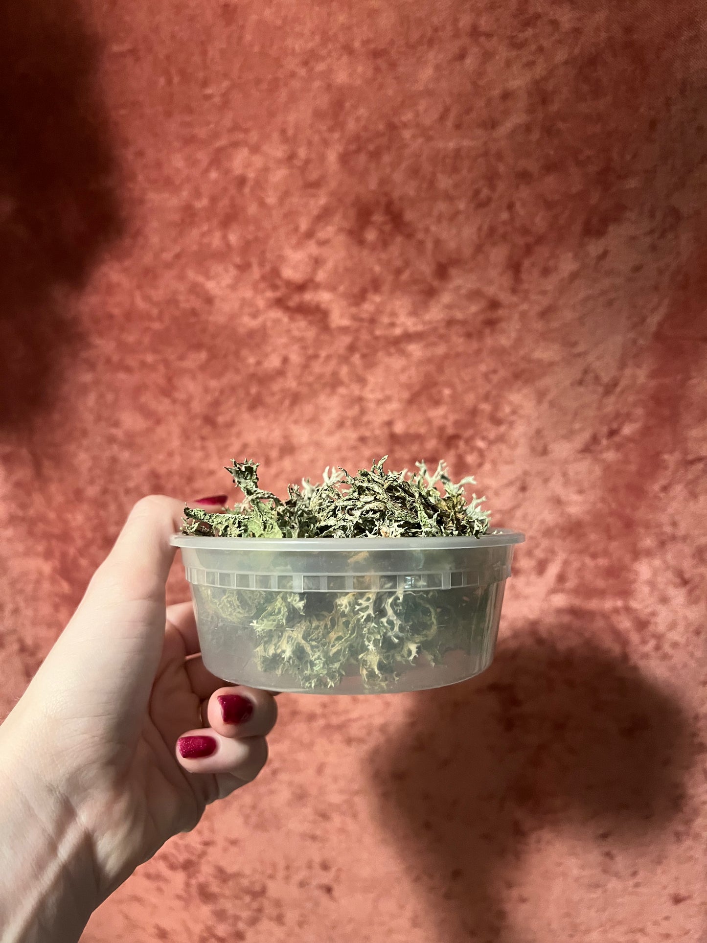 Dried & Preserved Lichen