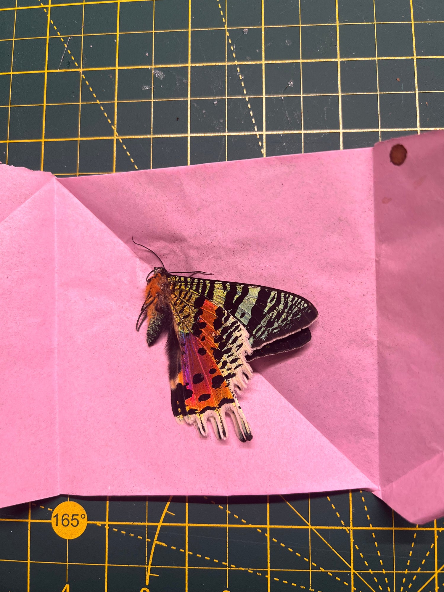 Loose Moths & Butterflies