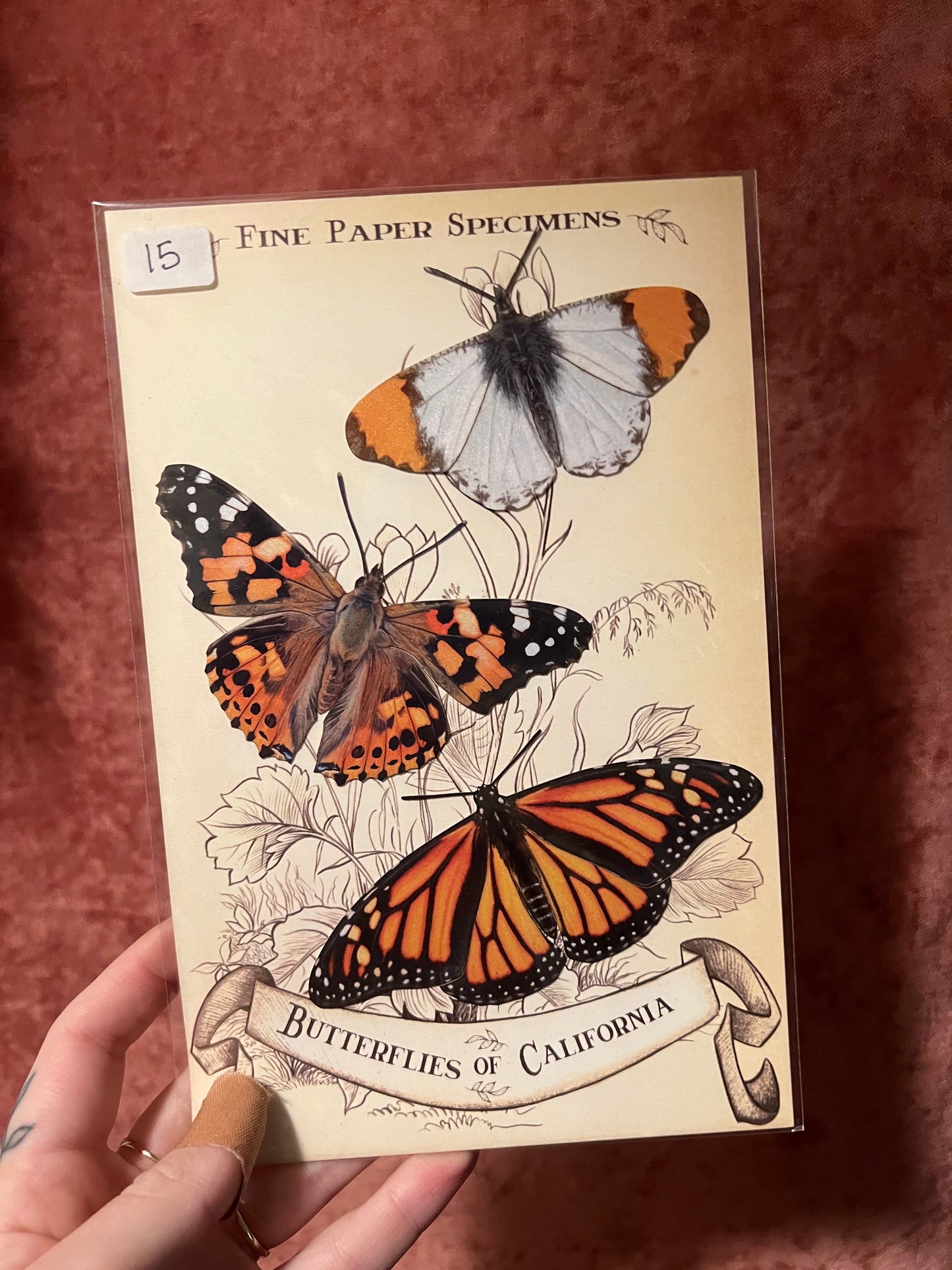 Paper Specimens from Moth & Myth