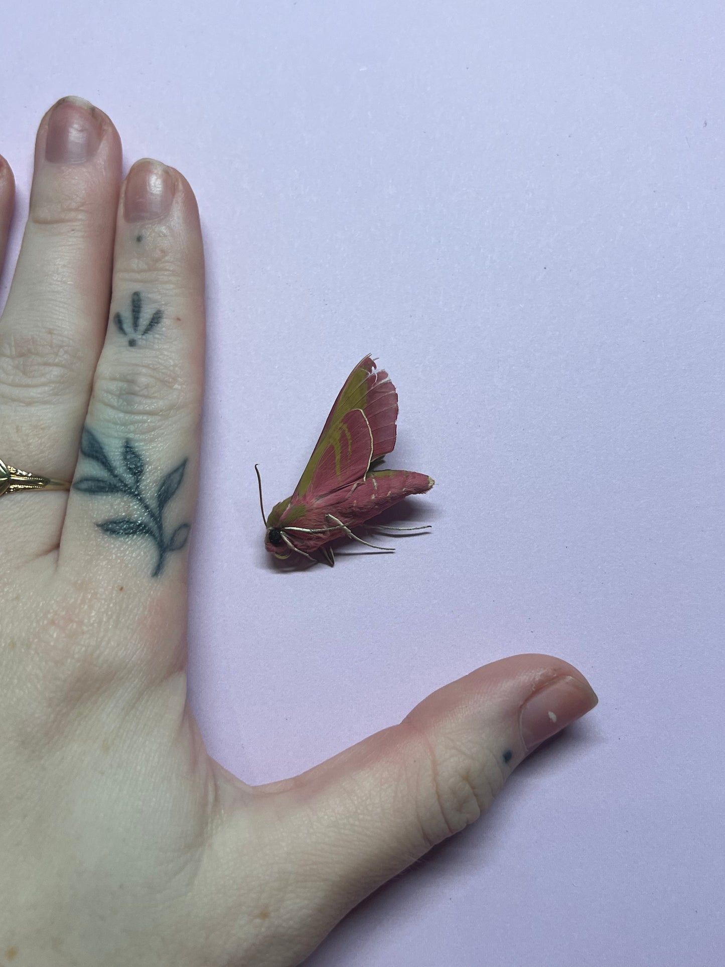 Elephant Hawkmoth Pink Natural Death Specimens