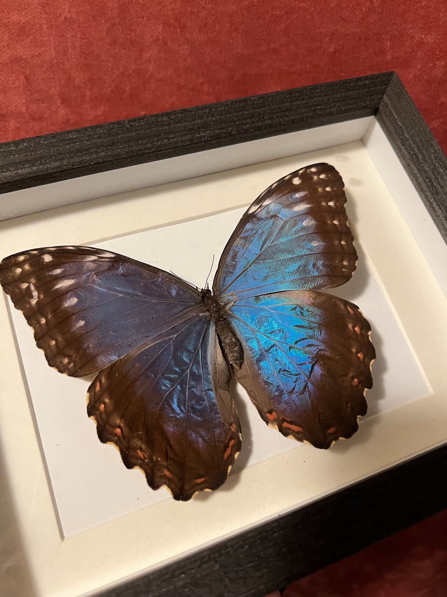 Blue Morpho Frames