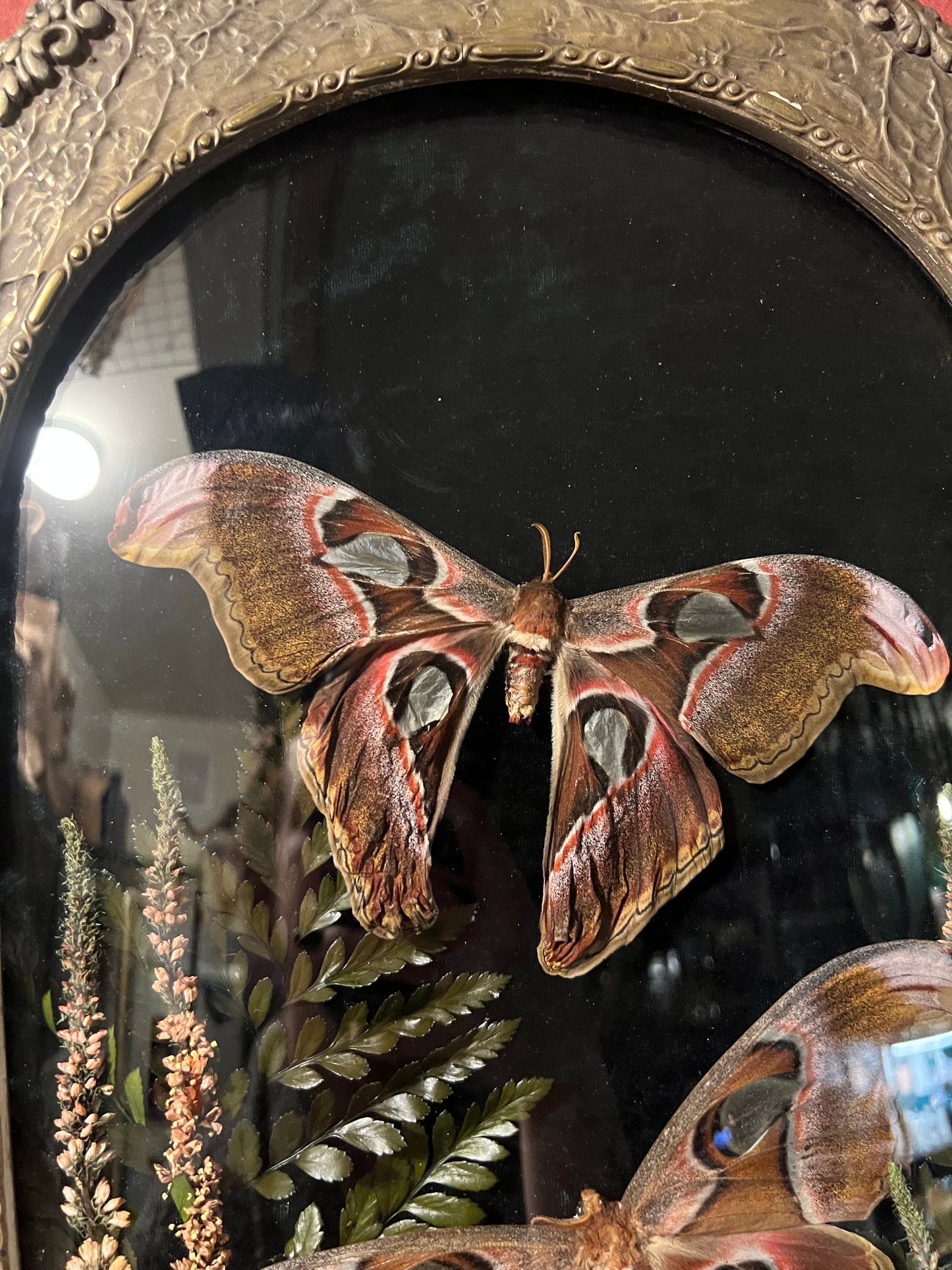 Atlas Moth Duo in Antique Frame